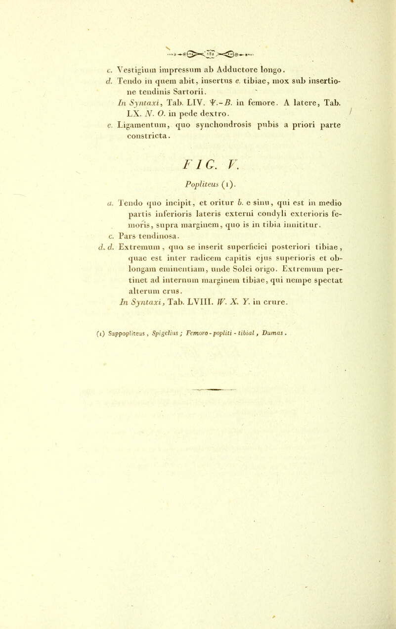 c. Vestigium impressum ab Adductore longo. d. Tendo in quem abit, insertus e. tibiae, mox sub insertio- ne tendinis Sartorii. In Syntaxi, Tab. LIV. 'Y.-B. in femore. A latere, Tab. LX. N- O. in pede dextro. c. Ligamentum, quo synchondrosis pubis a priori parte constricta. F1 C. V. Popliteus (i). a. Tendo quo incipit, et oritur b. e sinu, qui est in medio partis inferioris lateris externi condyli exterioris fe- moris, supra marginem, quo is in tibia innititur, c. Pars tendinosa. d. d. Extremum, quo se inserit superficiei posteriori tibiae, quae est inter radicem capitis ejus superioris et ob- longam eminentiam, unde Solei origo. Extremum per- tinet ad internum marginem tibiae, qui nempe spectat alterum crus. In Syntaxi, Tab. LVIII. IV- X- Y. in crure.