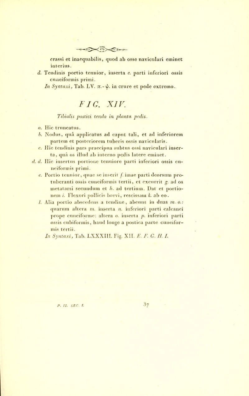 ®gx »S9 'X2®-- crassi et inaequabilis, quod ab osse naviculari eminet interius. d. Tendinis portio tenuior, inserta e. parti inferiori ossis cuneiformis primi. In Syntaxi, Tab. LY. in crure et pede extremo. FIO. XIV. Tibialis postici tendo in planta pedis. a. Hic truncatus. b. Nodus, qua applicatus ad caput tali, et ad inferiorem partem et posteriorem tuberis ossis navicularis. c. Hic tendinis pars praecipua subtus ossi naviculari inser- ta, qua os illud ab interno pedis latere eminet. d. d. Hic insertus portione tenuiore parti inferiori ossis cu- neiformis primi. e. Portio tenuior, quae se inserit f imae parti deorsum pro- tuberanti ossis cuneiformis tertii, et excurrit g. ad os metatarsi secundum et h. ad tertium. Dat et portio- nem i. Flexori pollicis brevi, rescissam k. ab eo. I. Alia portio abscedens a tendine, abeuns in duas m o.: quarum altera ni. inserta n. inferiori parti calcanei prope cuneiforme: altera o. inserta p. inferiori parti ossis cubi formis, haud longe a postica parte cuneifor- mis tertii. In Syntaxi, Tab. LXXXIII. Fig. XII. E. F. C. II. I p. n. sec. t. 3?