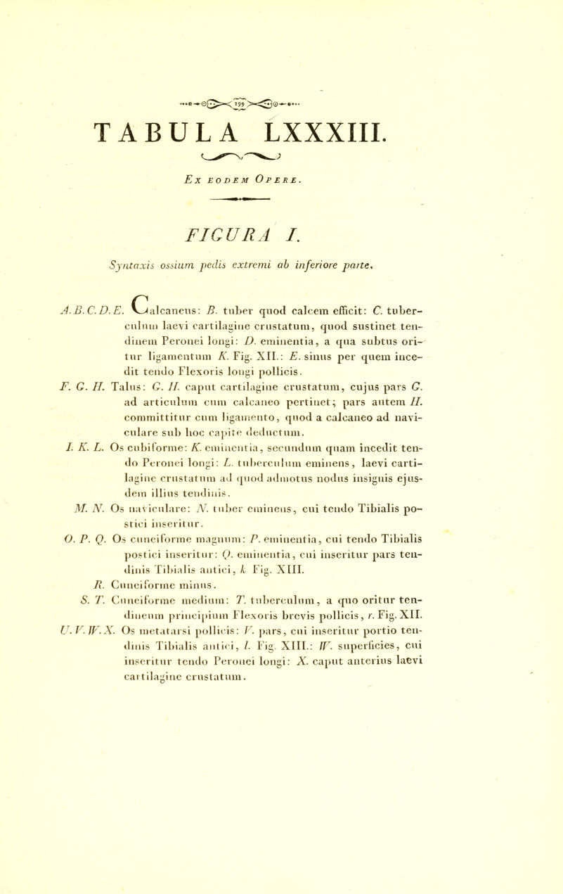 TABULA LXXXIIL Ex eodem Opere. FIGURA I. Syntaxis ossium pedis extremi ab inferiore pane, A.B.C.D.E. (Calcaneus: B. tuber quod calcem efficit: C. tuber- culum laevi cartilagine crustatum, quod sustinet ten- dinem Peronei longi: D. eminentia, a qua subtus ori- tur ligamentum K. Fig. XII.: A. sinus per quem ince- dit tendo Flexoris longi pollicis. F. G. II. Talus: G. II. caput cartilagine crustatum, cujus pars G. ad articulum cum calcaneo pertinet; pars autem II. committitur cum ligamento, quod a calcaneo ad navi- culare sub hoc capite deductum. I. K. L. Os cubiforme: K. eminentia, secundum quam incedit ten- do Peronei longi: L. tuberculum eminens, laevi carti- lagine crustatum ad quod admotus nodus insignis ejus- dem illius tendinis. M. N. Os naviculare: N. tuber eminens, cui tendo Tibialis po- stici inseritur. O. P. Q. Os cuneiforme magnum: P. eminentia, cui tendo Tibialis postici inseritur: Q. eminentia, cui inseritur pars ten- dinis Tibialis antici, k Fig. XIII. Ii. Cuneiforme minus. S. T. Cuneiforme medium: T. tuberculum, a quo oritur ten- dineum principium Flexoris brevis pollicis, r. Fig. XII. U. V.W.X. Os metatarsi pollicis: V. pars, cui inseritur portio ten- dinis Tibialis antici, I. Fig. XIII.: JF. superficies, cui inseritur tendo Peronei longi: X. caput anterius laevi cartilagine crustatum.