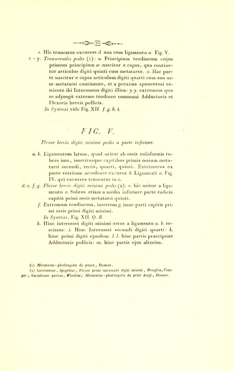 —®—©£>~< i°5 '><^0^... 5. Hic truncatus excursus cl. una cum ligamento a. Fig. Y. t. - y. Transversalis pedis (i): u- Principium tendineum cujus primum principium w. nascitur e capsa, qua contine- tur articulus digiti quinti cum metatarso, x. Hac par- te nascitur e capsa articulum digiti quarti cum suo os- se metatarsi continente, et a proxima aponeurosi ve- stiente ibi Interosseos digiti illius: y.y. extremum quo se adjungit extremo tendineo communi Adductoris et Flexoris brevis pollicis. In Syntaxi vide Fig. XII. /. g. h. L F1C. V. Flexor brevis digiti minimi pedis a parte inferiore. a. b. Ligamentum latum, quod oritur ab ossis cubiformis tu- bere imo, inseriturque capitibus primis ossium meta- tarsi secundi, tertii, quarti, quinti. Extrinsecus ex parte vestitum accedente excursu b. Ligamenti a. Fig. IY. q ui excursus truncatus in c. d. e. f. g. Flexor brevis digiti minimi pedis (2): e. hic oritur a liga- mento a. Subtus etiam a media inferiore parte radicis capitis primi ossis metatarsi quinti. f. Extremum tendineum, insertum g. imae parti capitis pri- mi ossis primi digiti minimi. In Syntaxi, Fig. XII. Q. R. h. Hinc interossei digiti minimi ortus a ligamento a. b. re- scissus: i. Hinc Interossei secundi digiti quarti: k. hinc primi digiti ejusdem: l. I. hinc partis praecipuae Adductoris pollicis: m. liinc partis ejus alterius. (1) Metatarso - plialangien du pauce , Dumas, (z) Interosseus, Spigelius ; Flexor primi internodii digiti minimi, Douglas,Cow- per j Parathenar parvus, Winslow; Metatarso - plialangien du petit doigt , Dumas.