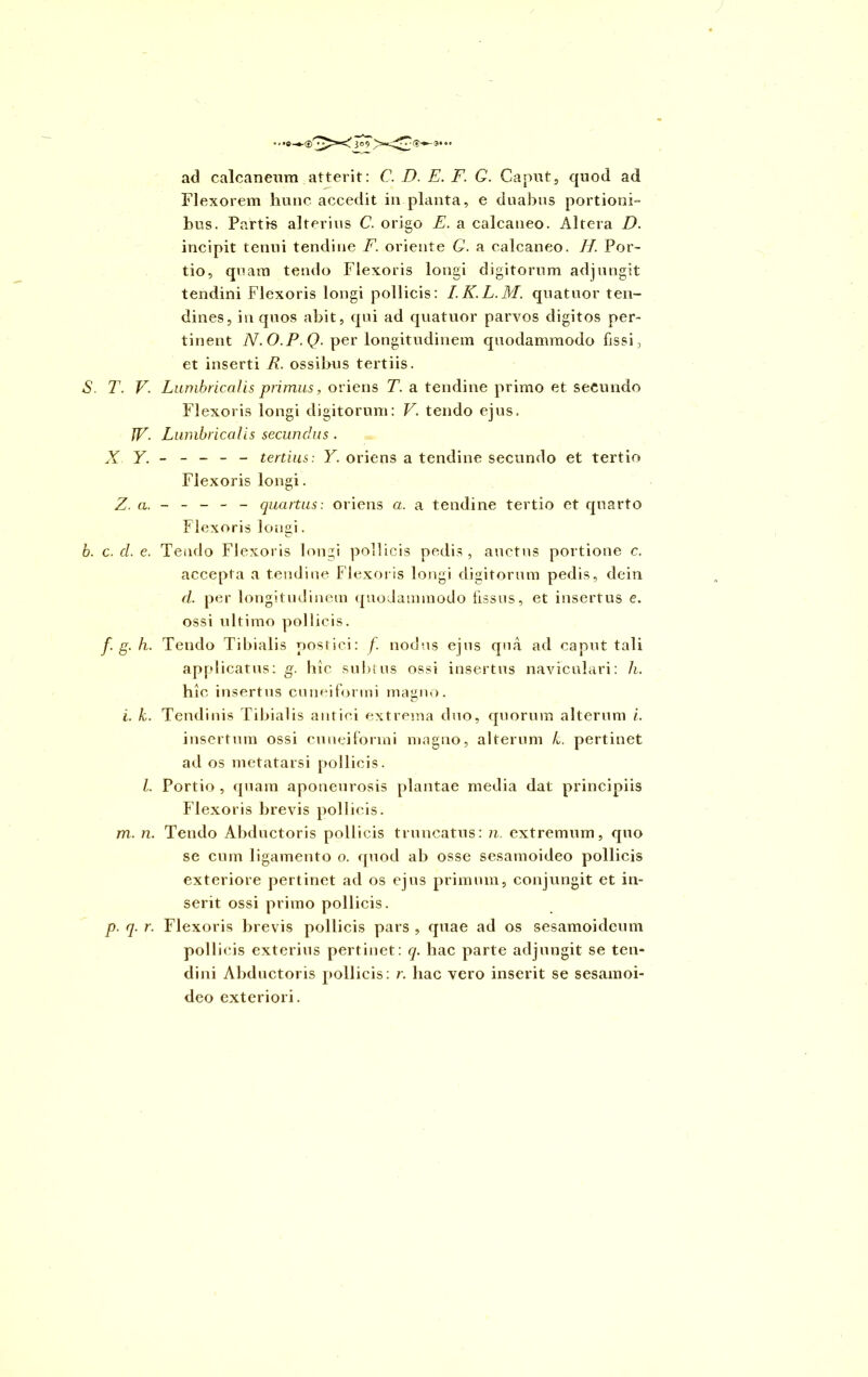 309 ad calcaneum atterit: C. D. E. F. G. Caput, quod ad Flexorem hunc accedit in planta, e duabus portioni- bus. Partis alterius C. origo E. a calcaneo. Altera D. incipit tenui tendine F. oriente G. a calcaneo. II. Por- tio, quam tendo Flexoris longi digitorum adjungit tendini Flexoris longi pollicis: I.K.L.M. quatuor ten- dines, in quos abit, qui ad quatuor parvos digitos per- tinent N. O.P. Q. per longitudinem quodammodo fissi, et inserti R. ossibus tertiis. S. T. V. Lumbricalis primus, oriens T. a tendine primo et secundo Flexoris longi digitorum: V. tendo ejus. JV. Lumbricalis secunclus . X Y. - - - - - tertius: Y. oriens a tendine secundo et tertio Flexoris longi. Z. a. - - - - - quartus: oriens a. a tendine tertio et quarto Flexoris longi. b. c. cl. e. Tendo Flexoris longi pollicis pedis, auctus portione c. accepta a tendine Flexoris longi digitorum pedis, dein d. per longitudinem quodammodo fissus, et insertus e. ossi ultimo pollicis. f. g. h. Tendo Tibialis postici: f. nodus ejus qua ad caput tali applicatus: g. hic subtus ossi insertus naviculari: h. hic insertus cuneiformi magno. i. k. Tendinis Tibialis antici extrema duo, quorum alterum i. insertum ossi cuneiformi magno, alterum k. pertinet ad os metatarsi pollicis. I. Portio , quam aponeurosis plantae media dat principiis Flexoris brevis pollicis. m. n. Tendo Abductoris pollicis truncatus: n. extremum, quo se cum ligamento o. quod ab osse sesamoideo pollicis exteriore pertinet ad os ejus primum, conjungit et in- serit ossi primo pollicis. p. q. r. Flexoris brevis pollicis pars , quae ad os sesamoideum pollicis exterius pertinet: q. hac parte adjungit se ten- dini Abductoris pollicis: r. hac vero inserit se sesamoi- deo exteriori.