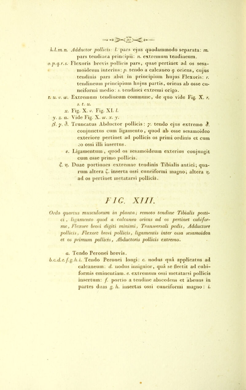 k.l.m.n. Adductor pollicis: l. pars ejus quodammodo separata: m. pars tendinea principii: n. extremum tendineum. o.p.q.r.s. Flexoris brevis pollicis pars, quae pertinet ad os sesa- moideum interius: p. tendo a calcaneo q. oriens, cujus tendinis pars abit in principium hujus Flexoris: r. tendineum principium hujus partis, oriens ab osse cu- neiformi medio: tendinei extremi origo. t. u. v. w. Extremum tendineum commune, de quo vide Fig. X. r. s. t. u. x. Fig. X. e. Fig. XI. I. y. z. a. Vide Fig. X. w. x. y. (J. y. 8. Truncatus Abductor pollicis: y. tendo ejus extremo 8. conjunctus cum ligamento, quod ab osse sesamoideo exteriore pertinet ad pollicis os primi ordinis et cum co ossi illi insertus. e. Ligamentum , quod os sesamoideum exterius conjungit cum osse primo pollicis. yj. Duae portiones extremae tendinis Tibialis antici; qua- rum altera C. inserta ossi cuneiformi magno; altera vj. ad os pertinet metatarsi pollicis. FIG. XIIT. Ordo quartus musculorum in planta; remoto tendine Tibialis posti- ci , libamento quod a calcaneo oriens ad os pertinet cubifor- me, Flexore brevi digiti minimi, Transversali pedis, Adductore pollicis, Flexore brevi pollicis, ligamentis inter ossa sesamoidea et os primum pollicis, Abductoris pollicis extremo. a. Tendo Peronei brevis. b.c.d.e.fg.h.i. Tendo Peronei longi: c. nodus qua applicatus ad calcaneum: d. nodus insignior, qua se flectit ad cubi- formis eminentiam, e. extremum ossi metatarsi pollicis insertum: f portio a tendine abscedens et abeuns in partes duas g. h. insertas ossi cuneiformi magno : i.