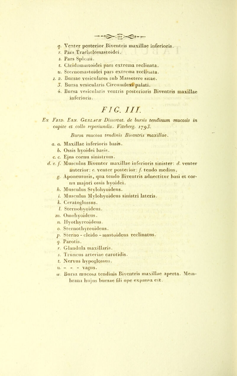 q. Venter posterior Biventris maxillae inferioris. r. Pars Traclielomastoidei. s. Pars Splenii. t. Cleidomastoidei pars extrema reclinata. u. Sternomastoidei pars extrema reclinata, j. 2. Bursae vesiculares sub Massetere sicae. j. Bursa vesicularis Circumflexi palati. 4. Bursa vesicularis ventris posterioris Biventris maxillae inferioris. FIG. IIT. - Ex Frid. Ern. Gerlach Dissertat. de bursis tendinum mucosis in capite et collo reperiundis. Viteberg. lypJ. Bursa mucosa tendinis Biventris maxillae. a. a. Maxillae inferioris basis. b. Ossis hyoidei basis, c. c. Ejus cornu sinistrum. d. e. f. Musculus Biventer maxillae inferioris sinister: d. venter anterior: e. venter posterior: f. tendo medius. g. Aponeurosis, qua tendo Biventris adnectitur basi et cor- nu majori ossis hyoidei. h. Musculus Stylohyoideus. i. Musculus Mylohyoideus sinistri lateris. k. Ceratoglossus. l. Sternohvoideus. J m. Omohyoideus. n. Ilyothyreoideus. o. Sternothyreoideus. p. Sterno - cleido - mastoideus reclinatus. q. Parotis. r. Glandula maxillaris. 5. Truncus arteriae carotidis. t. Nervus hypoglossus. u. - - - vagus. s». Bursa mucosa tendinis Biventris maxillae aperta. Mem- brana hujus bursae fili ope expansa est.