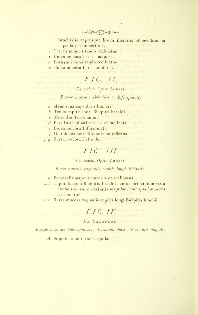 brachialis capitisque brevis Bicipitis et membranam capsularem humeri est. s. Teretis majoris tendo reclinatus. t. Bursa mucosa Teretis majoris. u. Latissimi dorsi tendo reclinatus. v. Bursa mucosa Latissimi dorsi. FIC. 11. Ex eodem Opere Lodemi. Bursae mucosae Deltoidei et Infraspinati. a. Membrana capsularis humeri. b. Tendo capitis longi Bicipitis brachii. c. Musculus Teres minor. d. Pars Infraspinati rescissi et inclinati, c. Bursa mucosa Infraspinati. f. Deltoideus musculus sursum reflexus. g. g. Bursa mucosa Deltoidei. FIC. 111. Ex eodem Opere Loderi. Bursa mucosa vaginalis capitis longi Bicipitis. a. Fcctoralis major truncatus et reclinatus. b. b. Caput longum Bicipitis brachii, cujus principium est a limbo superiore cavitatis scapulae, cum qua humerus articulatur. c. c. Bursa mucosa vaginalis capitis longi Bicipitis brachii. FIC. IV. Ex Cadavere. Bursae mucosae Subscapularis . Latissimi dorsi, Pectoralis majoris. A. Superficies anterior scapulae./