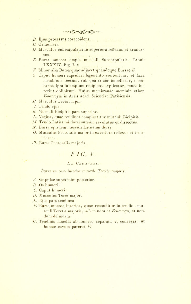 B. Ej us processus coracoideus. C. Os humeri. D. Musculus Subscapularis in superiora reflexus et trunca- tus . E. Bursa mucosa ampla musculi Subscapularis. Tabui. LXXXIY. Fig. 1. z. F. Minor alia Bursa quae adjacet quandoque Bursae E. C Caput humeri capsulari ligamento contentum , et laxa membrana tectum, sub qua si aer impellatur, mem- brana ipsa in amplum recipiens explicatur, muco in- terius oblinitum. Hujus membranae meminit etiam Fourcroyus in Actis Acad. Scientiar. Parisiensis. //. Musculus Teres major. /. Tendo ejus. K. Musculi Bicipitis pars superior. L. Vagina, quae tendines complectitur musculi Bicipitis. M. Tendo Latissimi dorsi sursum revolutus et dissectus. N. Bursa ejusdem musculi Latissimi dorsi. O. Musculus Pectoralis major in exteriora reflexus et trun- cat us. •P. Bursa Pectoralis majoris. I TC. V. Ex Cadavere. Bursa mucosa interior musculi Teretis majoris. A. Scapulae superficies posterior. B. Os humeri. C. Caput humeri. D. Musculus Teres major. E. Ejus pars tendinea. F. Bursa mucosa interior, quae reconditur in tendine mu- sculi Teretis majoris, Albino nota et Fourcroyo, at non- dum delineata. G. Tendinis lamella ab humero separata et conversa, ut bursae cavum pateret F.
