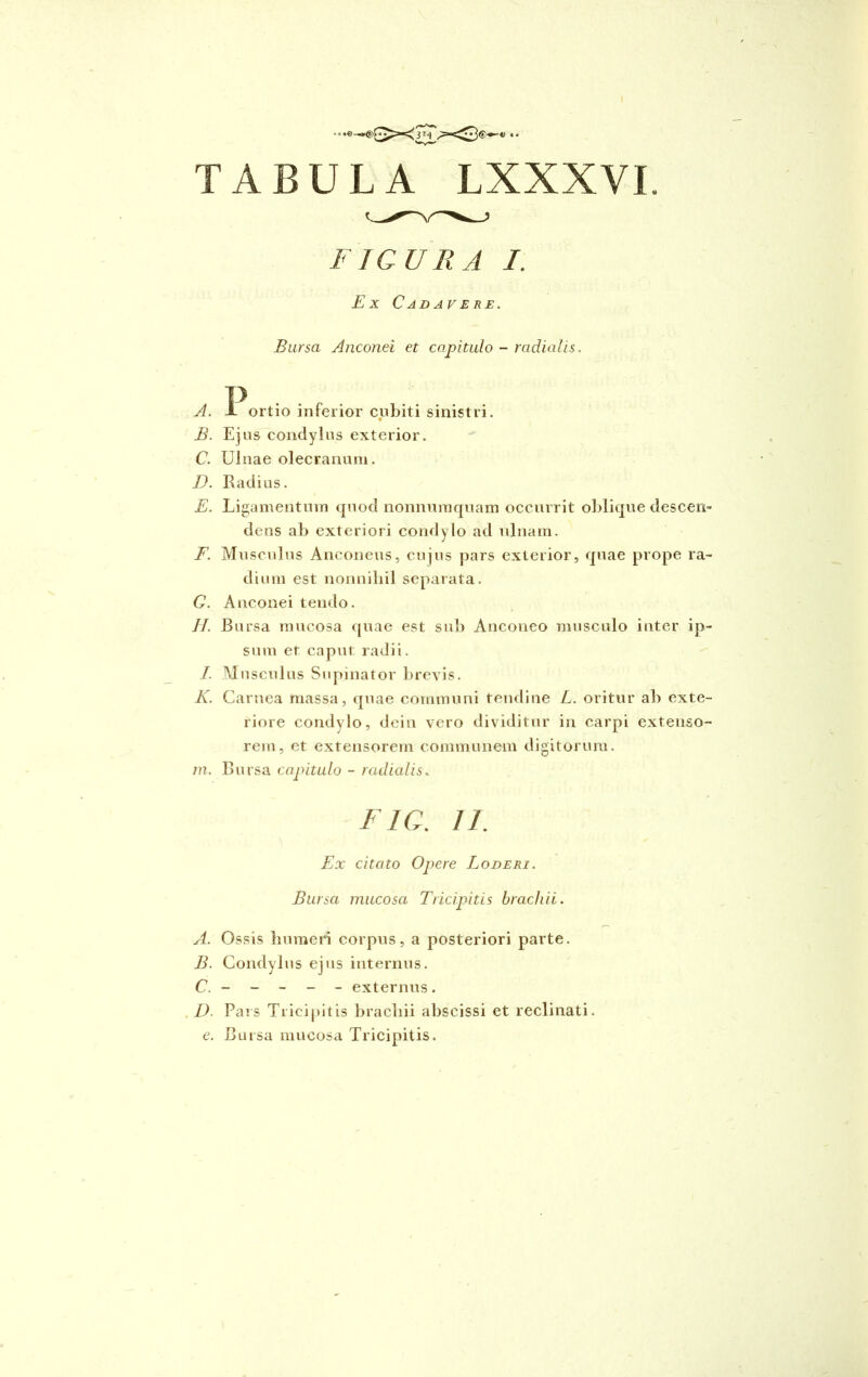 A. J- ortio inferior cubiti sinistri. B. Ejus condylus exterior. C. Ulnae olecrannm. D. Radius. E. Ligamentum quod nonnumquam occurrit oblique descen- dens ab exteriori condylo ad ulnam. F. Musculus Anconeus, cujus pars exterior, quae prope ra- dium est nonnihil separata. G. Anconei tendo. II. Bursa mucosa quae est sub Anconeo musculo inter ip- sum et caput radii. I. Musculus Supinator brevis. K. Carnea massa, quae communi tendine L. oritur ab exte- riore condylo, dein vero dividitur in carpi extenso- rem, et extensorem communem digitorum. m. Bursa capitulo - radialis. A. Ossis humeri corpus, a posteriori parte. B. Condylus ejus internus. C. - externus. D. Pars Tricipitis brachii abscissi et reclinati. e. Bursa mucosa Tricipitis. FIGURA I. Ex Cadavere. Bursa Anconei et capitulo - radialis. F1G. II. Ex citato Opere Loderi. Bursa mucosa Tricipitis brachii.