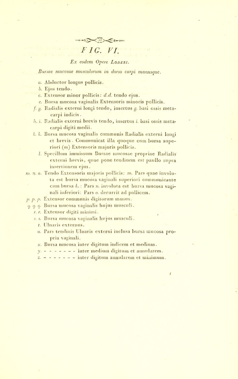 FIG. VI. Ex eodem Opere Loderi. Bursae mucosae musculorum in dorso carpi manusque. a. Abductor longus pollicis. b. Ejus tendo. c. Extensor minor pollicis: d.d. tendo ejus. e. Bursa mucosa vaginalis Extensoris minoris pollicis. f. g. Radialis externi longi tendo, insertus g. basi essis meta- carpi indicis . h. i. Radialis externi brevis tendo, insertus i. basi ossis meta- carpi digiti medii. k. L Bursa mucosa vaginalis communis Radialis externi longi et brevis . Communicat illa quoque cum bursa supe- riori (m) Extensoris majoris pollicis. /. Specillum immissum Bursae mucosae propriae Radialis externi brevis, quae pone tendinem est paullo supra insertionem ejus. m. n. o. Tendo Extensoris majoris pollicis: m. Pars quae involu- ta est bursa mucosa vaginali superiori communicante cum bursa h.: Pars n. involuta est bursa mucosa vagi- nali inferiori: Pars o. decurrit ad pollicem. p. p. p. Extensor communis digitorum manus. q. q. q. Bursa mucosa vaginalis hujus musculi . r. r. Extensor digiti minimi. 5. 5. Bursa mucosa vaginalis hujus musculi. t. Ulnaris externus. u. Pars tendinis Ulnaris externi inclusa bursa mucosa pro- pria vaginali. x. Bursa mucosa inter digitum indicem et medium. y. - - ----- inter medium digitum et annularem. _______ inter digitum annularem et minimum. f