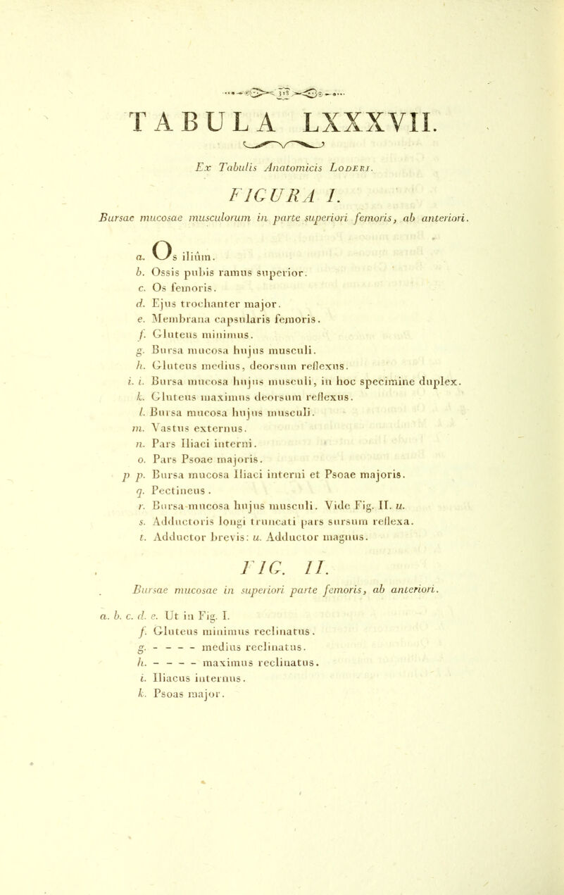 318 ><^3®.—9..- TABULA LXXXVII. Ex Tabulis Anatomicis Loderi. FIGURA 1. Bursae mucosae musculorum in parte superiori femoris, ab anteriori. O T* a. V^s ilium. b. Ossis pubis ramus superior. c. Os femoris. d. Ejus trochanter major. e. Membrana capsularis femoris. f. Gluteus minimus. g. Bursa mucosa hujus musculi. h. Gluteus medius, deorsum reflexus. i. i. Bursa mucosa hujus musculi, in hoc specimine duplex. k. Gluteus maximus deorsum reflexus. /. Bursa mucosa hujus musculi. m. Vastus externus. n. Pars Iliaci interni. o. Pars Psoae majoris. p p. Bursa mucosa Iliaci interni et Psoae majoris. q. Pectineus . r. Bursa mucosa hujus musculi. Vide Fig. II. u. s. Adductoris longi truncati pars sursum reflexa. t. Adductor brevis: u. Adductor magnus. 11 G. ll. Bursae mucosae in superiori parte femoris, ab anteriori. a. b. c. d. e. Ut in Fig. I. f. Gluteus minimus reclinatus. g. - - - - medius reclinatus. h. - - - - maximus reclinatus. i. Iliacus internus. k. Psoas major.