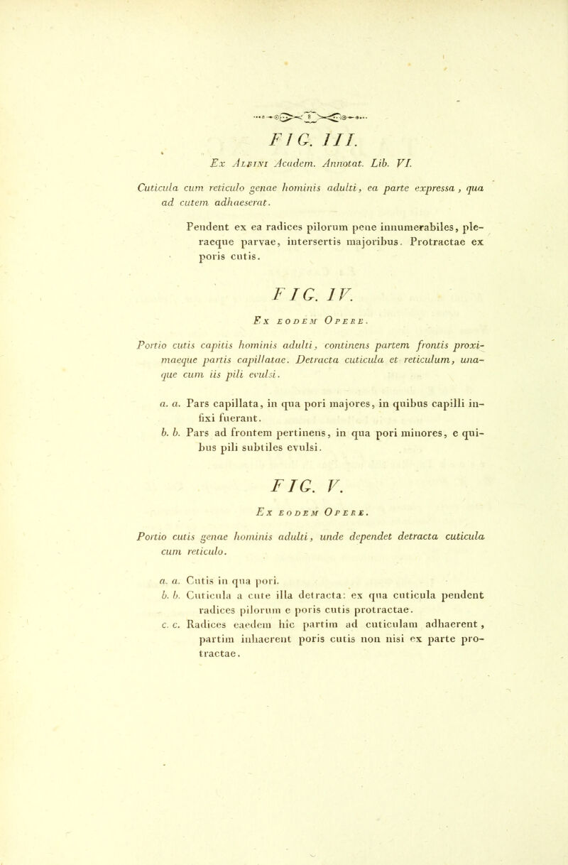 Ex Albini Academ. Annotat. Lib. VI. Cuticula cum reticulo genae hominis adulti, ea parte expressa, qua ad cutem adhaeserat. Pendent ex ea radices pilorum pene innumerabiles, ple- raeque parvae, intersertis majoribus. Protractae ex poris cutis. Fic. IV. Ex eodem Opere. Portio cutis capitis hominis adulti, continens partem frontis proxi- maeque partis capillatae. Detracta cuticula et reticulum, una- que cum iis pili evulsi. a. a. Pars capillata, in qua pori majores, in quibus capilli in- fixi fuerant. b. b. Pars ad frontem pertinens, in qua pori minores, e qui- bus pili subtiles evulsi. FIC. V. Ex eodem Opere. Portio cutis genae hominis adulti, unde dependet detracta cuticula cum reticulo. a. a. Cutis in qua pori. b. b. Cuticula a cute illa detracta: ex qua cuticula pendent radices pilorum e poris cutis protractae. c. c. Radices eaedem hic partim ad cuticulam adhaerent , partim inhaerent poris cutis non nisi ex parte pro- tractae.