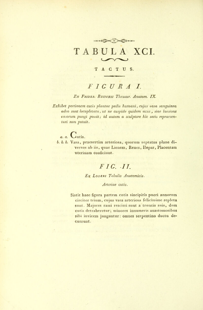 TABULA XCI. TACTUS. FIGURA /. Ex Frider. Ruischii Thesaur. Anatom. IX. Exhibet portionem cutis plantae pedis humani, cujus vasa sanguinea adeo sunt locupletata, ut ne cuspide quidem acus , sine laesione vasorum pungi possit; id autem a sculptore hic solis repraesen- tari non potuit. b. b. b. Vasa, praesertim arteriosa, quorum reptatus plane di- versus ab iis, quae Lienem, Renes, Hepar, Placentam uterinam conficiunt. Sistit haec figura partem cutis sincipitis pueri annorum circiter trium, cujus vasa arteriosa felicissime repleta sunt. Majores rami rescissi sunt a truncis suis, dum cutis detraheretur; minores innumeris anastomosibus sibi invicem junguntur: omnes serpentino ductu de- currunt. FIC. II. Ex Loderi Tabulis Anatomicis. Arteriae cutis.