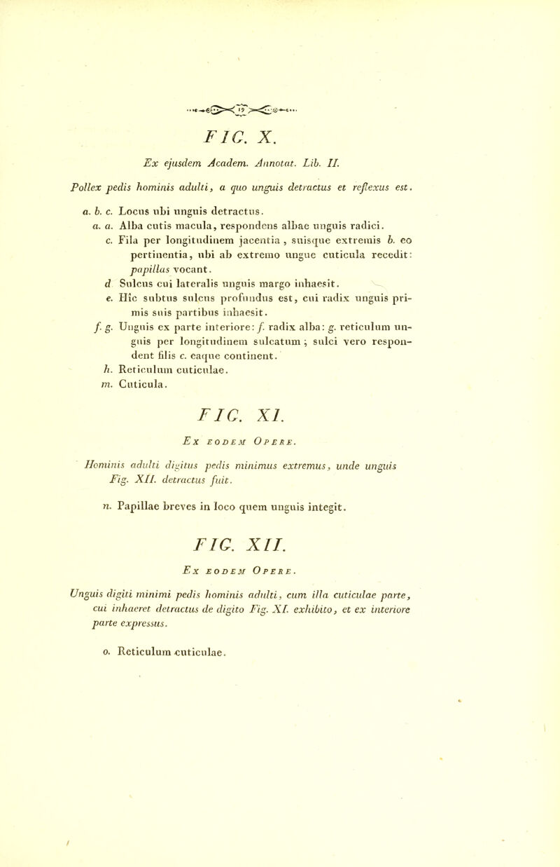 • • •« — ©£>>■< >-<2;©—«. • • • FIC. X. Ex ejusdem Accidem. Annotat. Lib. II. Pollex pedis hominis adulti , a quo unguis detractus et reflexus est. a. b. c. Locus ubi unguis detractus. a. a. Alba cutis macula, respondens albae unguis radici. c. Fila per longitudinem jacentia , suisque extremis b. eo pertinentia, ubi ab extremo ungue cuticula recedit: papillas vocant. d Sulcus cui lateralis unguis margo inhaesit. e. Hic subtus sulcus profundus est, cui radix unguis pri- mis suis partibus inhaesit. /. g. Unguis ex parte interiore: f. radix alba: g. reticulum un- guis per longitudinem sulcatum ; sulci vero respon- dent filis c. eaque continent. h. Reticulum cuticulae. m. Cuticula. Fic. XI. Ex eodem Opere. Hominis adulti digitus pedis minimus extremus, unde unguis Fig. XII. detractus fuit. n. Papillae breves in loco quem unguis integit. FIC. XII. Ex eodem Opere. Unguis digiti minimi pedis hominis adulti, cum illa cuticulae pane, cui inhaeret detractus de digito Fig. XI. exhibito, et ex interiore parte expressus. o. Reticulum -cuticulae. t