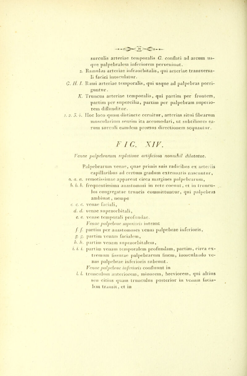 surculis arteriae temporalis O. conflati ad arcum us- que palpebralem inferiorem perveniunt. z. Ramulus arteriae infraorbitalis, qui arteriae transversa- li faciei inosculatur. C. //. /. Rami arteriae temporalis, qui usque ad palpebras porri- guntur. K. Truncus arteriae temporalis, qui partim per frontem, partitu per supercilia, partim per palpebram superio- rem diffunditur. i. 2. J. 4-. iloc loco quam distincte cernitur, arterias situi fibrarum muscularium sensim ita accomodari, ut subtiliores ea- rum surculi eamdem prorsus directionem sequantur. FIC. XIV. Venae palpebrarum repletione artificiosa nonnihil dilatatae. Palpebrarum venae, quae primis suis radicibus ex arteriis capillaribus ad certum gradum extenuatis nascuntur, a. a. a. remotissimae apparent circa margines palpebrarum, b. b. b. frequentissima anastomosi in rete coeunt, et in truncu- los congregatae truncis committuntur, qui palpebras ambiunt, nempe c c. c. venae faciali, d. d. venae supraorbitali, e. e. venae temporali profundae. Venae palpebrae superioris intrant f f. partim per anastomoses venas palpebrae inferioris, g. g. partim venam facialem, h. h. partim venam supraorbitalem, i. i. i. partim venam temporalem profundam, partim, circa ex- tremum fissurae palpebrarum finem, iuosculaado ve- nas palpebrae inferioris subeunt. Venae palpebrae inferioris confluunt in l.l. trunculum anteriorem, minorem, breviorem, qui altius seu citius quam trunculus posterior in venum lacia- leni transit, et in