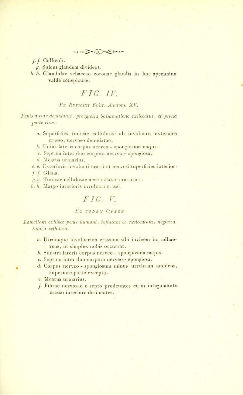 -..•—©i f f. Colliculi. g. Sulcus glandem dividens. h. h. Glandulae sebaceae coronae glandis in lioc specimine valde conspicuae. F I C. / 77' r . Ex Ruysciiii Epist. Anatom. XV. Penis a cute denudatus , praegressa balsamcitione exsiccatus, ct prona parte risus. a. Superficies tunicae cellulosae ab involucro exteriore crasso, nervoso denudatae. h. Unius lateris corpus nerveo - spongiosum majus, c. Septum inter duo corpora nerveo - spongiosa. (1. Meatus urinarius. e. e. Exterioris involucri crassi et nervosi superficies interior* f. f. Glans. g. g. Tunicae cellulosae aere inflatae crassities. h. h. Margo interioris involucri crassi. FIC. V. Ex eodem Opere Lamellam exhibet penis humani, inflatam ct exsiccatam, neglecta tunica cellulosa. a. Utrumcpie involucrum crassum sibi invicem ita adhae- rens, ut simplex nobis occurrat. b. Sinistri lateris corpus nerveo - spongiosum majus. c. Septum inter duo corpora nerveo- spongiosa. cl. Corpus nerveo - spongiosum minus urethram ambiens, superiore parte excepta. e. Meatus urinarius. f. Fibrae nervosae e septo prodeuntes et in integumento crasso interiore desinentes.