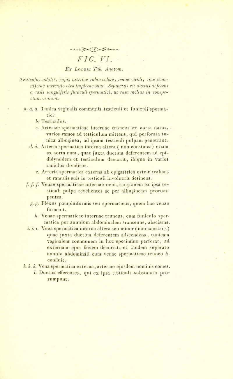 •®*- 3* F/C. VI. Ex Lodeki Tah. Anatoni. Testiculus adulti, cujus arteriae rubro colore, cenae ciricli, viae semi- niferae mercurio vivo impletae sunt. Sejunctus est ductus deferens a vasis sanguiferis funiculi spermatici, ut vasa melius in conspe- ctum veniant. a. a. a. Tunica vaginalis communis testiculi et funiculi sperma- tici . b. Testiculus, c. Arteriae spermaticae internae truncus ex aorta natus. varios ramos ad testiculum mittens, qui perforata tu- nica albuginea, ad ipsam testiculi pulpam penetrant. d. d. Arteria spermatica interna altera ( non constans ) etiam ex aorta nata, quae juxta ductum deferentem ad epi- didymidem et testiculum decurrit, ibique in varios ramulos dividitur. e. Arteria spermatica externa ab epigastrica ortum trabens et ramulis suis in testiculi involucris desinens. f.f. f. Venae spermaticae internae rami, sanguinem ex ipsa te- sticuli pulpa revehentes ac per albugineam prorum- pentes . g. g. Plexus pampiniformis seu spermaticus, quem hae venae formant. h. Venae spermaticae internae truncus, cum funiculo sper- matico per annnlum abdominalem transeuns, abscissus. i. i. i. Vena spermatica interna altera seu minor (non constans) quae juxta ductum deferentem adseendens , tunicam vaginalem communem in hoc specimine perforat, ad externam ejus faciem decurrit, et tandem superato annulo abdominali cum venae spermaticae trunco k. confluit. k. k. k. Vena spermatica externa, arteriae ejusdem nominis comes. L. Ductus efferentes, qui ex ipsa testiculi substantia pro- rumpunt.