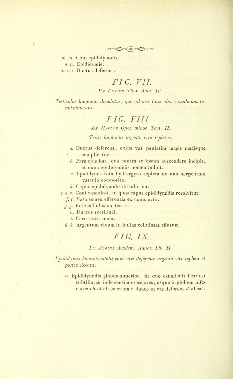 n. n. Epididymis, o. 0. o. Ductus deferens. FIG. FIT. Ex Rvysch Tlzes. Anat. IV. Testiculus humanus dissolutus, qui nil nisi fasciculus vasculorum te- nuissimorum . FIO. VIII Ex IIaller Oper. minor. Tom. II. Testis humanus argento vivo repletus. a. Ductus deferens , cujus vas paulatim magis magisque complicatur. h. Pars ejus ima, qua contra se ipsum adscendere incipit, et nunc epididymidis nomen induit. c. Epididymis tota hydrargyro repleta ex uno serpentino vasculo composita. d. Caput epididymidis dissolutum. e. e. e. Coni vasculosi, in quos caput epididymidis resolvitur. f. f Vasa semen efferentia ex conis orta. g. g. Rete cellulosum testis. h. Ductus rectilinei. i. Caro testis nuda. k. k. Argentum vivum in bullas cellulosas effusum. FIG. IX. Ex Albini Academ. Annot. Lih. II. Epididymis hominis aclulti cum vase deferente argento vivo repleta et postea siccata. a. Epididymidis globus superior, in quo canaliculi flexuosi subtiliores: inde sensim crassiores, usque in globum infe- riorem b. et ab eo etiam c. donec in vas deferens d. abeat.