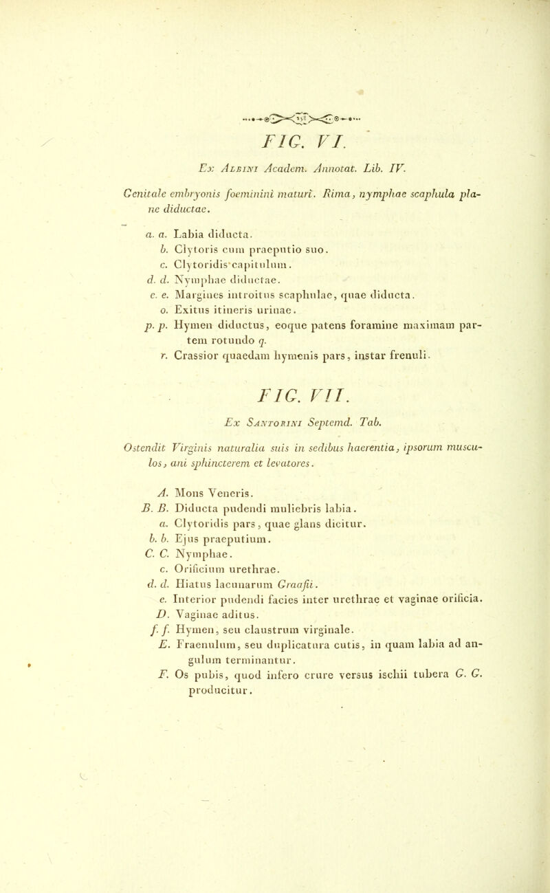 Ex Albini Academ. Annotat. Lib. IV. Genitale embryonis foeminini maturi. Rima, nymphae scaphula pla- ne diductae. a. a. Labia diducta. b. Clytoris cum praeputio suo. c. Clytoridis‘capitulum. d. d. Nymphae diductae. e. e. Margines introitus scaphulae, quae diducta, o. Exitus itineris urinae. p. p. Hymen diductus, eoque patens foramine maximam par- tem rotundo q. r. Crassior quaedam hymenis pars, instar frenuli. FIQ. VII. Ex Santorini Septemd. Tab. Ostendit Virginis naturalia suis in sedibus haerentia, ipsorum muscu- los, ani sphincterem et levatores. A. Mons Veneris. B. B. Diducta pudendi muliebris labia. a. Clytoridis pars, quae glans dicitur. b. b. Ejus praeputium. C. C. Nymphae. c. Orificium urethrae. d. d. Hiatus lacunarum Graafii. e. Interior pudendi facies inter urethrae et vaginae orificia. D. Vaginae aditus. f. f. Hymen, seu claustrum virginale. E. Fraenulum, seu duplicatura cutis, in quam labia ad an- gulum terminantur. F. Os pubis, quod infero crure versus ischii tubera G. G. producitur.