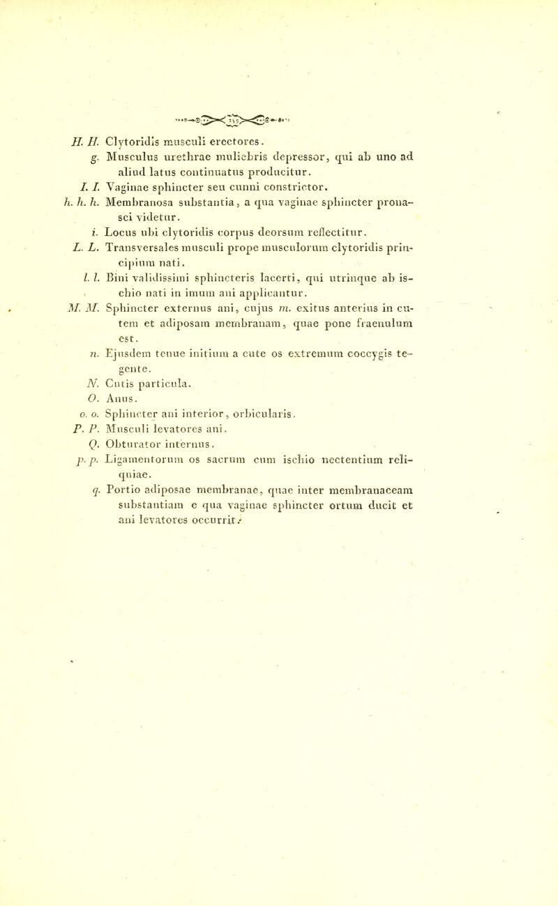 .. .s-~®.3x3X3®~ *• m II. II. Clytoridis musculi erectores. g. Musculus urethrae muliebris depressor, qui ab uno ad aliud latus continuatus producitur. I I. Vaginae sphincter seu cunni constrictor. h. h. h. Membranosa substantia, a qua vaginae sphincter prona- sci videtur. i. Locus ubi clytoridis corpus deorsum reflectitur. L. L. Transversales musculi prope musculorum clytoridis prin- cipium nati. I. L Bini validissimi sphincteris lacerti, qui utrioque ab is- chio nati in imum ani applicantur. M. M. Sphincter externus ani, cujus m. exitus anterius in cu- tem et adiposam membranam, quae pone fraenulum est. n. Ejusdem tenue initium a cute os extremum coccygis te- gente. N. Cutis particula. O. Anus. o. o. Sphincter ani interior, orbicularis. P. P. Musculi levatores ani. Q. Obturator internus. p. p. Ligamentorum os sacrum cum ischio nectentium reli- quiae. q. Portio adiposae membranae, quae inter membranaceam substantiam e qua vaginae sphincter ortum ducit et ani levatores occurrit/