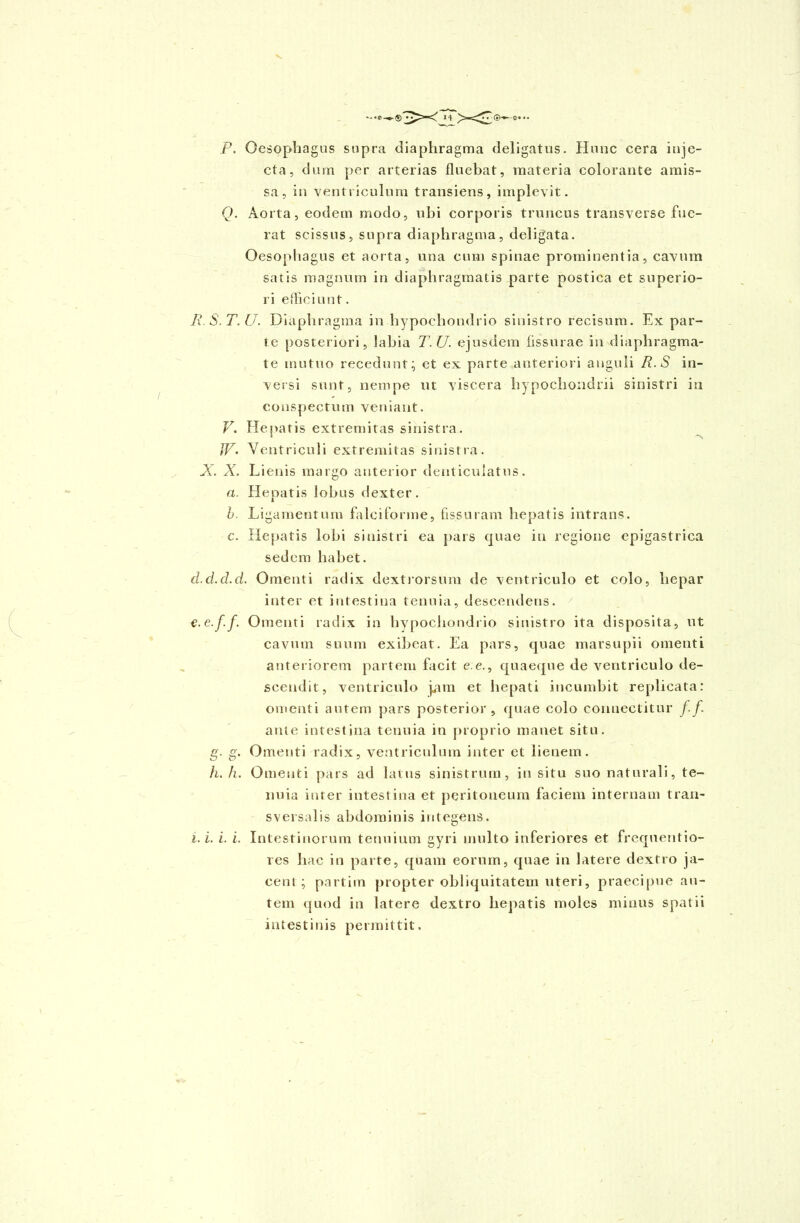 P. Oesophagus supra diaphragma deligatus. Hunc cera inje- cta, dum per arterias fluebat, materia colorante amis- sa, in ventriculum transiens, implevit. Q. Aorta, eodem modo, ubi corporis truncus transverse fue- rat scissus, supra diaphragma, deligata. Oesophagus et aorta, una cum spinae prominentia, cavum satis magnum in diaphragmatis parte postica et superio- ri efficiunt. R.S.T.U. Diaphragma in hypochondrio sinistro recisum. Ex par- te posteriori, labia T.U. ejusdem fissurae in diaphragma- te mutuo recedunt;, et ex parte anteriori anguli R.S in- versi sunt, nempe ut viscera hypochondrii sinistri in conspectum veniant. V. Ile patis extremitas sinistra. JV. Ventriculi extremitas sinistra. X. X. Lienis margo anterior denticulatus. a. Hepatis lobus dexter. b. Ligamentum falciforme, fissuram hepatis intrans. c. Hepatis lobi sinistri ea pars quae in regione epigastrica sedem habet. d.cl.d.d. Omenti radix dextrorsum de ventriculo et colo, hepar inter et intestina tenuia, descendens. c.e.f.f. Omenti radix in hypochondrio sinistro ita disposita, ut cavum suum exibcat. Ea pars, quae marsupii omenti anteriorem partem facit e.e., quaeque de ventriculo de- scendit, ventriculo iam et hepati incumbit replicata: omenti autem pars posterior, quae colo connectitur f.f. ante intestina tenuia in proprio manet situ. g. g. Omenti radix, ventriculum inter et lienem. h. h. Omenti pars ad latus sinistrum, in situ suo naturali, te- nuia inter intestina et peritoneum faciem internam tran- sversalis abdominis integens. i. i. i. i. Intestinorum tenuium gyri multo inferiores et frequentio- res hac in parte, quam eorum, quae in latere dextro ja- cenl ; partirn propter obliquitatem uteri, praecipue au- tem quod in latere dextro hepatis moles minus spatii intestinis permittit.