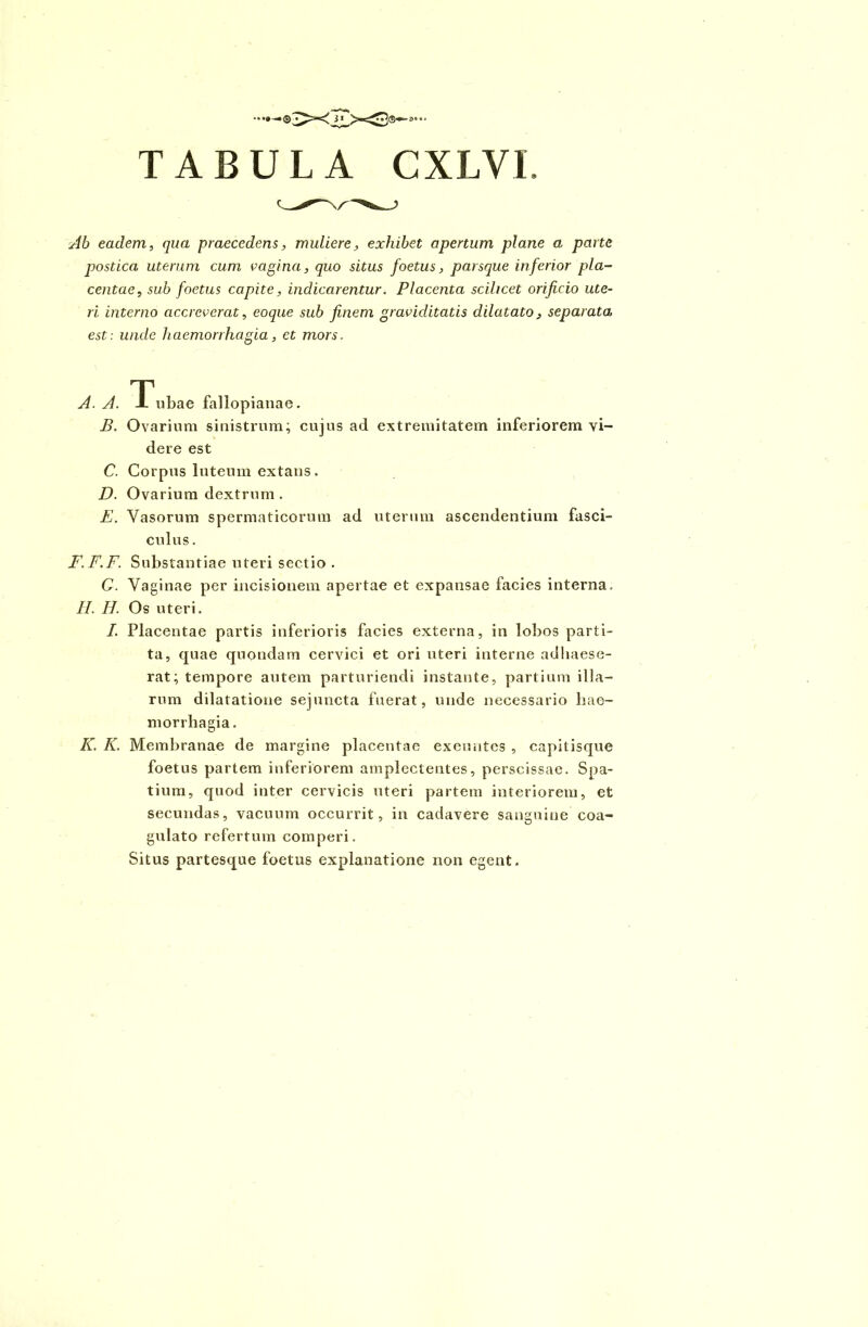 Ab eadem, qua praecedens, muliere, exhibet apertum plane a parte postica uterum cum vagina, quo situs foetus, parsque inferior pla- centae, sub foetus capite, indicarentur. Placenta scilicet orificio ute- ri interno accreverat, eoque sub finem graviditatis dilatato, separata est: unde haemorrhagia, et mors. B. Ovarium sinistrum; cujus ad extremitatem inferiorem vi- dere est C. Corpus luteum extans. D. Ovarium dextrum . E. Vasorum spermaticorum ad uterum ascendentium fasci- culus. F.F.F. Substantiae uteri sectio . G. Vaginae per incisionem apertae et expansae facies interna. II. II. Os uteri. I. Placentae partis inferioris facies externa, in lobos parti- ta, quae quondam cervici et ori uteri interne adhaese- rat; tempore autem parturiendi instante, partium illa- rum dilatatione sejuncta fuerat, unde necessario hae- morrhagia . K. K. Membranae de margine placentae exeuntes , capitisque foetus partem inferiorem amplectentes, perscissae. Spa- tium, quod inter cervicis uteri partem interiorem, et secundas, vacuum occurrit, in cadavere sanguine coa- gulato refertum comperi. Situs partesque foetus explanatione non egent.