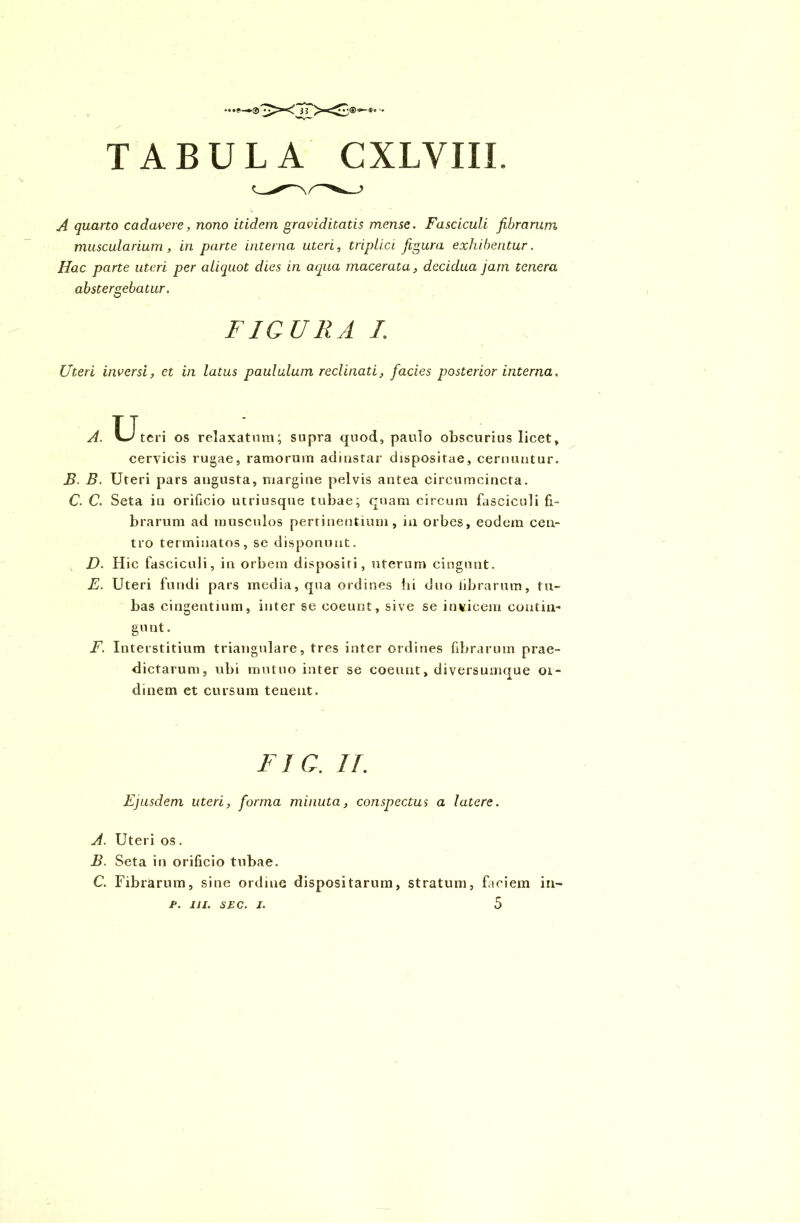 A quarto cadavere, nono itidem graviditatis mense. Fasciculi fibrarum muscularium, in parte interna uteri, triplici figura exhibentur. Hac parte uteri per aliquot dies in aqua macerata, decidua jam tenera abstergebatur. Uteri inversi, et in latus paululum reclinati, facies posterior interna. B. B. Uteri pars angusta, margine pelvis antea circumcincta. C. C. Seta in orificio utriusque tubae; quam circum fasciculi fi- brarum ad musculos pertinentium, in orbes, eodem cen- tro terminatos, se disponunt. D. Hic fasciculi, in orbem dispositi, uterum cingunt. E. Uteri fundi pars media, qua ordines hi duo librarum, tu- bas cingentium, inter se coeunt, sive se invicem contin- ge nt. F. Interstitium triangulare, tres inter ordines fibrarum prae- dictarum, ubi mutuo inter se coeunt, diversumque 01- dinem et cursum tenent. Ejusdem uteri, forma minuta, conspectus a latere. A. Uteri os. B. Seta in orificio tubae. C. Fibrarum, sine ordine dispositarum, stratum, faciem in- FIGURA I. teri os relaxatum; supra quod, paulo obscurius licet. cervicis rugae, ramorum adinstar dispositae, cernuntur. FIG. IT. 5 P. 111. SEC. I.