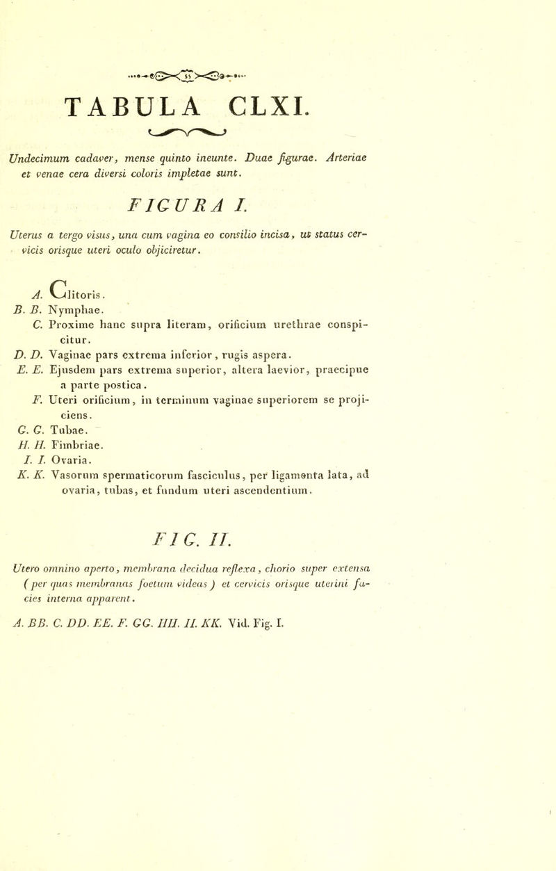 —e£X ss TABULA CLXI. Undecimum cadaver, mense quinto ineunte. Duae figurae. Arteriae et venae cera diversi coloris impletae sunt. FIGURA I. Uterus a tergo visus, una cum vagina eo consilio incisa, ut status cer- vicis orisque uteri oculo objiciretur. A. Clitoris. B. B. Nymphae. C. Proxime hanc supra literara, orificium urethrae conspi- citur. D. D. Vaginae pars extrema inferior, rugis aspera. E. E. Ejusdem pars extrema superior, altera laevior, praecipue a parte postica . F. Uteri orificium, in terminum vaginae superiorem se proji- ciens. G. G. Tubae. II. II. Fimbriae. I. I. Ovaria. K. K. Vasorum spermaticorum fasciculus, per ligamenta lata, ad ovaria, tubas, et fundum uteri ascendentium. F1 C. 11. Utero omnino aperto, membrana decidua reflexa, chorio super extensa (per quas membranas foetum videas ) et cervicis orisque uterini fa- cies interno, apparent. A. BB. C. DD. EE. F. GG. IIU. II. KK. Vid. Fig. L