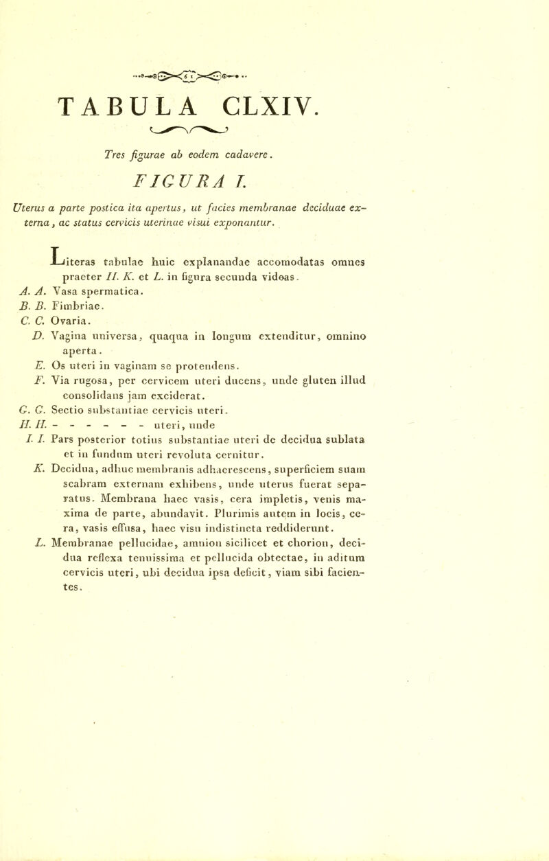 Tres figurae ab eodem cadavere. FIGURA L Uterus a parte postica ita apertus, ut facies membranae deciduae ex- terna} ac status cervicis uterinae visui exponantur. Literas tabulae huic explanandae accomodatas omnes praeter II. K. et L. in figura secunda videas. A. A. Vasa spermatica. B. B. Fimbriae. C. C. Ovaria. D. Vagina universa, quaqua in longum extenditur, omnino aperta. E. Os uteri in vaginam se protendens. F. Via rugosa, per cervicem uteri ducens, unde gluten illud consolidans jam exciderat. G. G. Sectio substantiae cervicis uteri. II. H. - - - - - - uteri, unde I. I. Pars posterior totius substantiae uteri de decidua sublata et in fundum uteri revoluta cernitur. K. Decidua, adhuc membranis adhaerescens, superficiem suam scabram externam exhibens, unde uterus fuerat sepa- ratus. Membrana haec vasis, cera impletis, venis ma- xima de parte, abundavit. Plurimis autem in locis, ce» ra, vasis effusa, haec visu indistincta reddiderunt. L. Membranae pellucidae, amnion sicilicet et cliorion, deci- dua reflexa tenuissima et pellucida obtectae, in aditura cervicis uteri, ubi decidua ipsa deficit, viam sibi facien- tes.