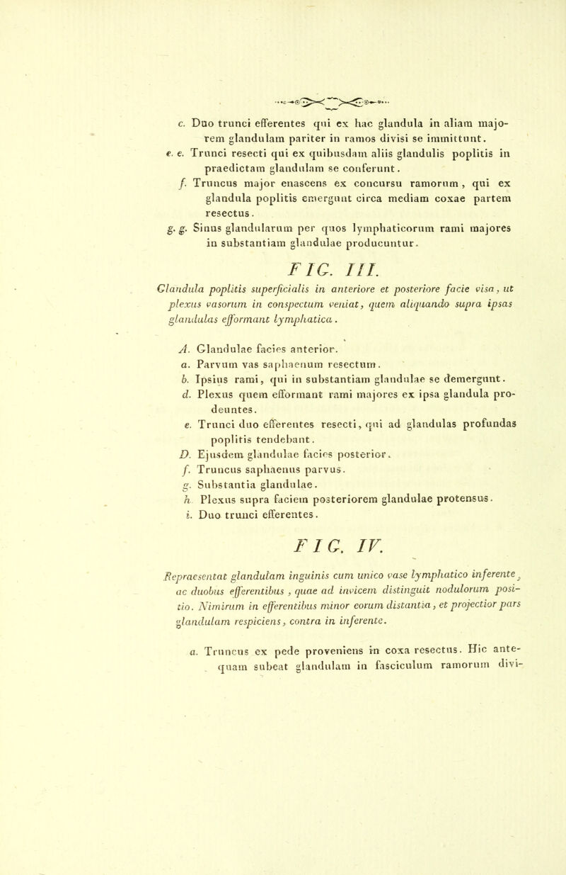 c. Duo trunci efferentes qui ex hac glandula in aliam majo- rem glandulam pariter in ramos divisi se immittunt. e. e. Trunci resecti qui ex quibusdam aliis glandulis poplitis in praedictam glandulam se conferunt. /. Truncus major enascens ex concursu ramorum , qui ex glandula poplitis emergunt circa mediam coxae partem resectus. g. g. Sinus glandularum per quos lymphaticorum rami majores in substantiam glandulae producuntur. fi a in. Glandula poplitis superficialis in anteriore et posteriore facie visa, ut plexus vasorum in conspectum veniat, quem aliquando supra ipsas glandulas ejformant lymphatica. A. Glandulae facies anterior. a. Parvum vas saphaenum resectum. b. Ipsius rami, qui in substantiam glandulae se demergunt. d. Plexus quem efformant rami majores ex ipsa glandula pro- deuntes. e. Trunci duo efferentes resecti, qui ad glandulas profundas poplitis tendebant. D. Ejusdem glandulae facies posterior. f Truncus saphaenus parvus. g. Substantia glandulae. h Plexus supra faciem posteriorem glandulae protensus. i. Duo trunci efferentes. Fic. IV. Repraesentat glandulam inguinis cum unico vase lymphatico inferente,, ac duobus eff erentibus , quae ad invicem distinguit nodulorum posi- tio. Nimirum in efferentibus minor eorum distantia, et projectior pars glandulam respiciens, contra in inferente. a. Truncus ex pede proveniens in coxa resectus. Hic ante- quam subeat glandulam in fasciculum ramorum divi-