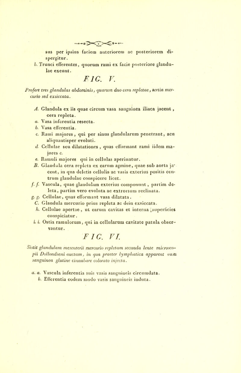 sus per ipsius faciem anteriorem ac posteriorem di- spergitur. I. Trunci efferentes, quorum rami ex facie posteriore glandu- lae exeunt. F1C. V. Profert tres glandulas abdominis, quarum duo cera repletae, tertia mer- curio sed exsiccata. A. Glandula ex iis quae circum vasa sanguinea iliaca jacent , cera repleta. a. Vasa inferentia resecta. b. Vasa efferentia. c. Rami majores, qui per sinus glandularum penetrant, acu aliquantisper evoluti. d. Cellulae seu dilatationes , quas efformant rami iidem ma- jores c. e. Ramuli majores qui in cellulas aperiuntur. jB. Glandula cera repleta ex earum agmine, quae sub aorta ja* cent, in qua deletis cellulis ac vasis exterius positis cen- trum glandulae conspicere licet. /. f Vascula, quae glandulam exterius componunt , partim de- leta, partim vero evoluta ac extrorsum reclinata. g. g. Cellulae, quas efformant vasa dilatata. C. Glandula mercurio prius repleta ac dein exsiccata. h. Cellulae apertae , ut earum cavitas et interna ^superficies conspiciatur. i. i. Ostia ramulorum, qui in cellularum cavitate patula obser- vantur. Fio. VI Sistit glandulam mesenterii mercurio repletam secunda lente microsco- pii Dollondmni auctam, in qua praeter lymphatica apparent vasu sanguinea glutine cinnabare colorato injecta. a. a. Vascula inferentia suis vasis sanguineis circumdata. b. Efferentia eodem modo vasis sanguineis induta.