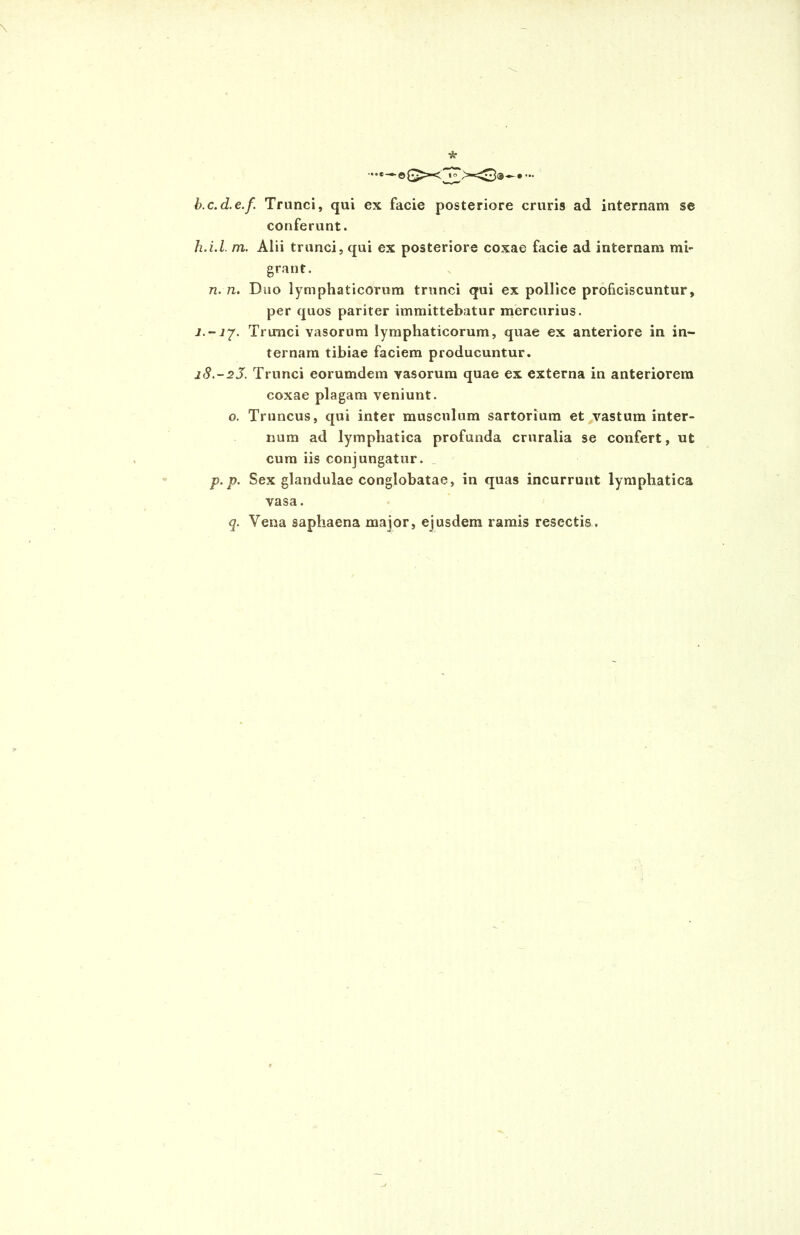 b.c.d.e.f. Trunci, qui ex facie posteriore cruris ad internam se conferunt. h.i.l. m. Alii trunci, qui ex posteriore coxae facie ad internam mi- grant. n. /2. Duo lymphaticorum trunci qui ex pollice proficiscuntur, per quos pariter immittebatur mercurius. l.-ip. Trunci vasorum lymphaticorum, quae ex anteriore in in- ternam tibiae faciem producuntur. 18.-23. Trunci eorumdem vasorum quae ex externa in anteriorem coxae plagam veniunt. o. Truncus, qui inter musculum sartorium et vastum inter- num ad lymphatica profunda cruralia se confert, ut cum iis conjungatur. p. p. Sex glandulae conglobatae, in quas incurrunt lymphatica vasa. q. Vena saphaena major, ejusdem ramis resectis.