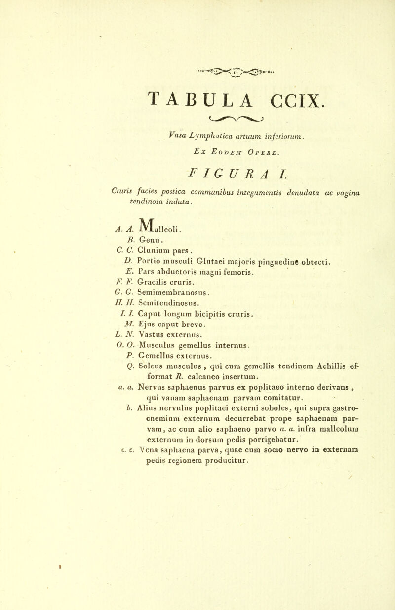 Vasa Lymphatica artuum inferiorum. Ex Eodem Opere. FIGURA I. Cruris facies postica communibus integumentis denudata ac vagina tendinosa induta. A. A. B. C. C. D E. F. F. G. G. H. H. /. /. M. L. N. O. O. P. Q- a. a. b. M, c. c. alleoli. Genu. Clanium pars . Portio musculi Glutaei majoris pinguedin6 obtecti. Pars abductoris magni femoris. Gracilis cruris. Semimembranosus. Semitendinosus. Caput longum bicipitis cruris. Ejus caput breve. Vastus externus. Musculus gemellus internus. Gemellus externus. Soleus musculus , qui cum gemellis tendinem Achillis ef- format B. calcaneo insertum. Nervus saphaenus parvus ex poplitaeo interno derivans , qui vanam saphaenam parvam comitatur. Alius nervulus poplitaei externi soboles, qui supra gastro- cnemium externum decurrebat prope saphaenam par- vam, ac cum alio saphaeno parvo a. a. infra malleolum externum in dorsum pedis porrigebatur. Vena saphaena parva, quae cum socio nervo in externam pedis regionem producitur. /