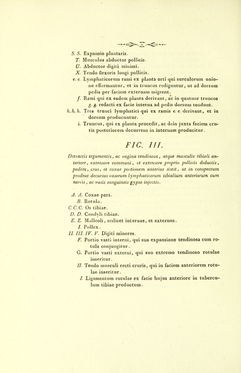 S. S. Expansio plantaris. T. Musculus abductor pollicis. I). Abductor digiti minimi. X. Tendo flexoris longi pollicis. e. e. Lymphaticorum rami ex planta orti qui surculorum unio- ne efformantur, et in truncos rediguntur, ut ad dorsum pedis per faciem externam migrent. f. Rami qui ex eadem planta derivant, ac in quatuor truncos g. g. redacti ex facie interna ad pedis dorsum tendunt. h.h.h. Tres trunci lymphatici qui ex ramis e. e. derivant, et in dorsum producuntur. i. Truncus, qui ex planta procedit, ac dein juxta faciem cru- ris posteriorem decurrens in internam producitur. FIC. ITT. Detractis tegumentis, ac vagina tendinosa, atque musculis tibiali an- teriore , extensore communi, et extensore proprio pollicis diductis, pedem, crus, et coxae poitionem anterius sistit, ut in conspectum prodeat decursus vasorum lymphaticorum tibialium anteriorum cum nervisac vasis sanguineis gypso injectis. A. A. Coxae pars. B. Rotula. C. C. C. Os tibiae. D. D. Condyli tibiae. E. E. Malleoli, scilicet internus, et externus. I. Pollex. II. III. IV. V. Digiti minores. F. Portio vasti interni, qui sua expansione tendinosa cum ro- tula conjungitur. G. Portio vasti externi, qui suo extremo tendinoso rotulae inseritur. II. Tendo musculi recti cruris, qui in faciem anteriorem rotu- lae inseritur. I Ligamentum rotulae ex facie hujus anteriore in tubercu- lum tibiae productum.