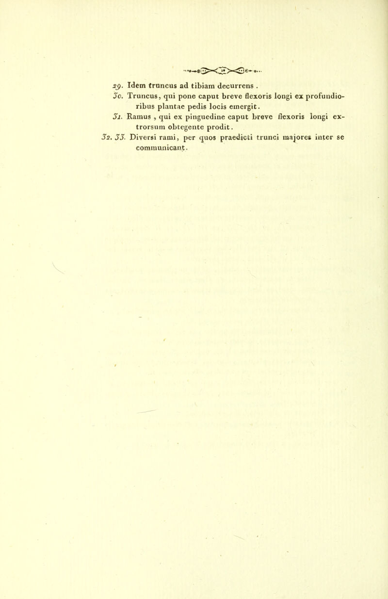 2j). Idem truncus ad tibiam decurrens . 30. Truncus, qui pone caput breve flexoris longi ex profundio- ribus plantae pedis locis emergit. 31. Ramus , qui ex pinguedine caput breve flexoris longi ex- trorsum obtegente prodit. 32. 33. Diversi rami, per quos praedicti trunci majores inter se communicant.