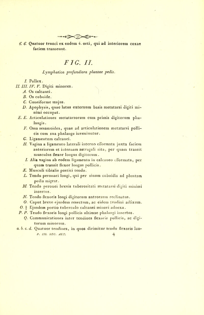 F. €. Quatuor trunci ex eodem 4. orti, qui ad interiorem coxae faciem transeunt., FIG. II. Lymphatica profundiora plantae pedis. I. Pollex. II. III. IV. V. Digiti minores. A. Os calcanei. B. Os cuboide. C. Cuneiforme majus. D. Apophysis, quae latus externum basis metatarsi digiti mi- nimi occupat. E. E. Articulationes metatarsorum cum primis digitorum pha- langis . F. Ossa sesamoidea, quae ad articulationem metatarsi polli- cis cum sua phalange inveniuntur. G. Ligamentum calcanei. II Vagina a ligamento laterali interno efformata juxta faciem anteriorem et internam astragali sita, per quam transit musculus flexor longus digitorum . I. Alia vagina ab eodem ligamento in calcaneo efformata, per quam transit flexor longus pollicis. K. Musculi tibialis postici tendo. L. Tendo peronaei longi, qui per sinum cuboidis ad plantam pedis migrat. M. Tendo peronei brevis tuberositati metatarsi digiti minimi insert us. N. Tendo flexoris longi digitorum antrorsura reclinatus. O. Caput breve ejusdem resectum, ac eidem tendini adlixum. O. | Ejusdem portio tuberculo calcanei minori adnexa. P. P. Tendo flexoris longi pollicis ultimae phalangi insertus. Q. Communicationes inter tendines flexoris pollicis, ac digi- torum minorum. a. b. c. d. Quatuor tendines, in quos dirimitur tendo flexoris lon- P. 111. SEC. ALT. 4