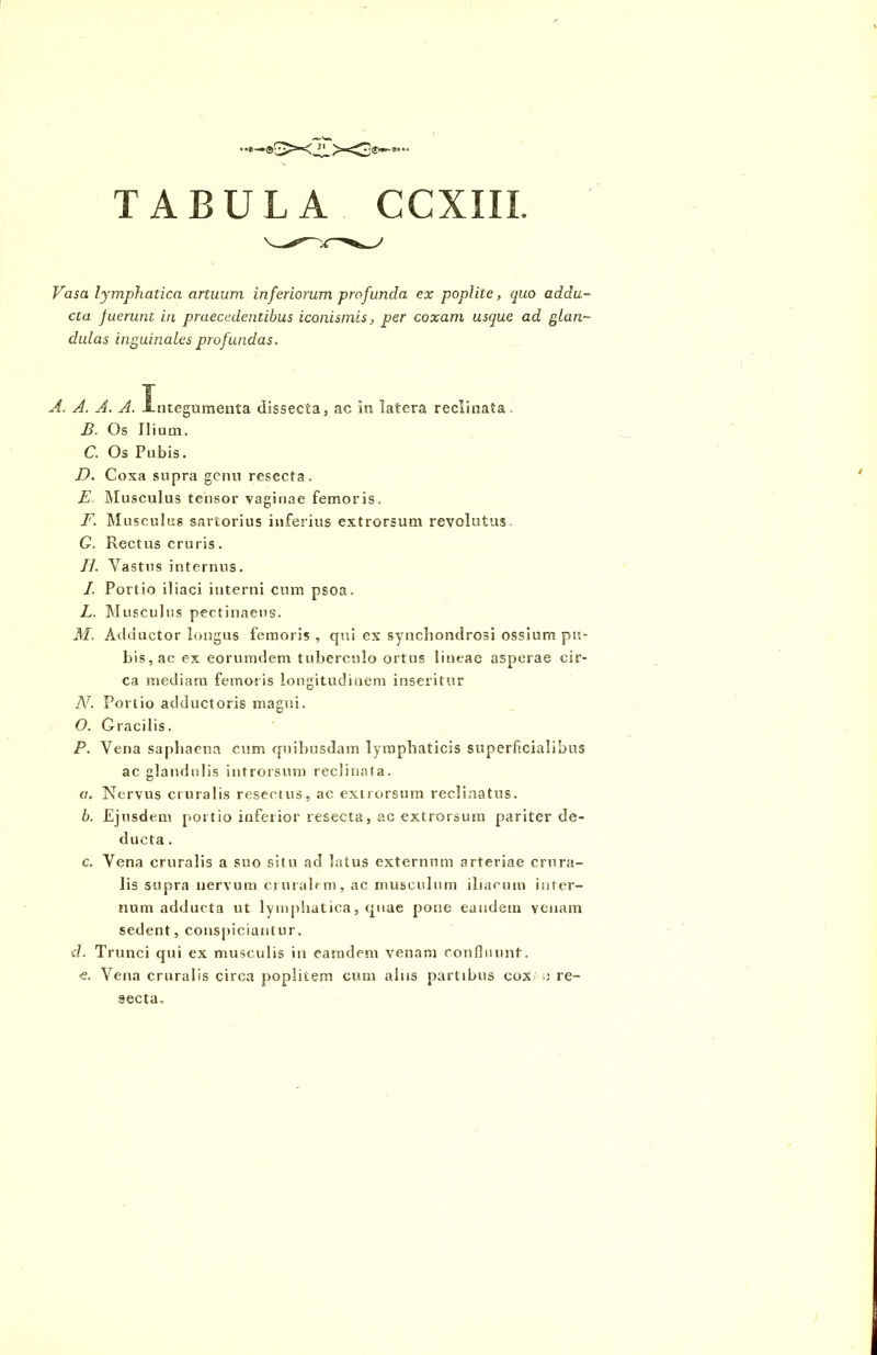 Vasa lymphatica artuum inferiorum profunda ex poplite, quo addu- cta fuerunt iri praecedentibus iconismis, per coxam usque ad glan- dulas inguinales profundas. A. A. A. A. -Integumenta dissecta, ac in latera reclinata,. B. Os Ilium. C. Os Pubis. D. Coxa supra genu resecta. E Musculus tensor vaginae femoris. F. Musculus sartorius inferius extrorsum revolutus G. Rectus cruris. II. Vastus internus. I. Portio iliaci interni cum psoa. L. Musculus pectinaeus. M. Adductor longus femoris , qui ex synchondrosi ossium pu- bis, ac ex eorumdem tuberculo ortus lineae asperae cir- ca mediam femoris longitudinem inseritur A7. Portio adductoris magni. O. Gracilis. P. Vena saphaena cum quibusdam lymphaticis superficialibus ac glandulis introrsum reclinata. a. Nervus cruralis resectus, ac extrorsum reclinatus. b. Ejusdem portio infeiior resecta, ac extrorsum pariter de- ducta . c. Vena cruralis a suo situ ad latus externum arteriae crura- lis supra nervum cruralem, ac musculum iliacum inter- num adducta ut lymphatica, quae pone eandem venam sedent, conspiciuntur. d. Trunci qui ex musculis in carndem venam confluunt, e. Vena cruralis circa poplitem cum alus partibus eox a re- secta.