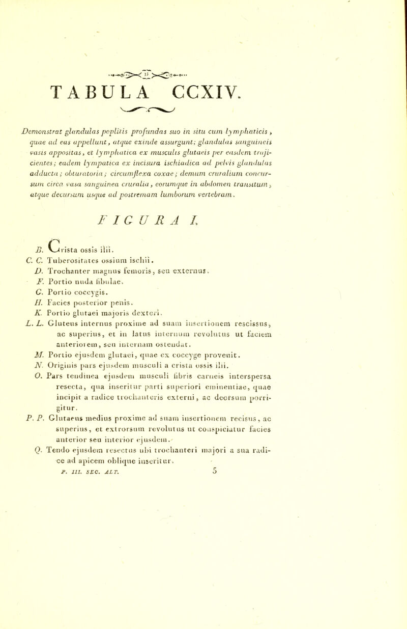 Demonstrat glandulas poplitis profundas suo in situ cum lymphaticis > quae ad eas appellunt, atque exinde assurgunt; glandulas sanguineis vasis appositas, et lymphatica ex musculis glutaeis per easdem traji- cientes; eadem lympatica ex incisura ischiadica ad pelvis glandulas adducta; obturatoria; circumflexa coxae; demum cruralium concur- sum circa vasa sanguinea cruralia, eorumque in abdomen transitum i atque decursum usque ad postremam lumborum vertebram. F 1 CURA I B. c rista ossis ilii. C. C. Tuberositates ossium ischii. D. Trochanter magnus femoris, seu externus,, F. Portio nuda fibulae. C. Porlio coccygis. II. Facies posterior penis. K. Portio glutaei majoris dexteri. L. L. Gluteus internus proxime ad suam insertionem rescissus., ac superius, et in latus internum revolutus ut faciem anteriorem, sen internam ostendat. M. Portio ejusdem glutaei, quae ex coccyge provenit. N. Originis pars ejusdem musculi a crista ossis ilii. O. Pars tendinea ejusdem musculi fibris carneis interspersa resecta, qua inseritur parti superiori eminentiae, quae incipit a radice trochanteris externi, ac deorsum porri- gitur. P. P. Glutaeus medius proxime ad suam insertionem recisus, ac superius, et extrorsutn revolutus ut conspiciatur facies anterior seu interior ejusdem. Q. Tendo ejusdem resectus ubi trochanteri majori a sua radi- ce ad apicem oblique inseritur. F. III. SEC. ALT. 5