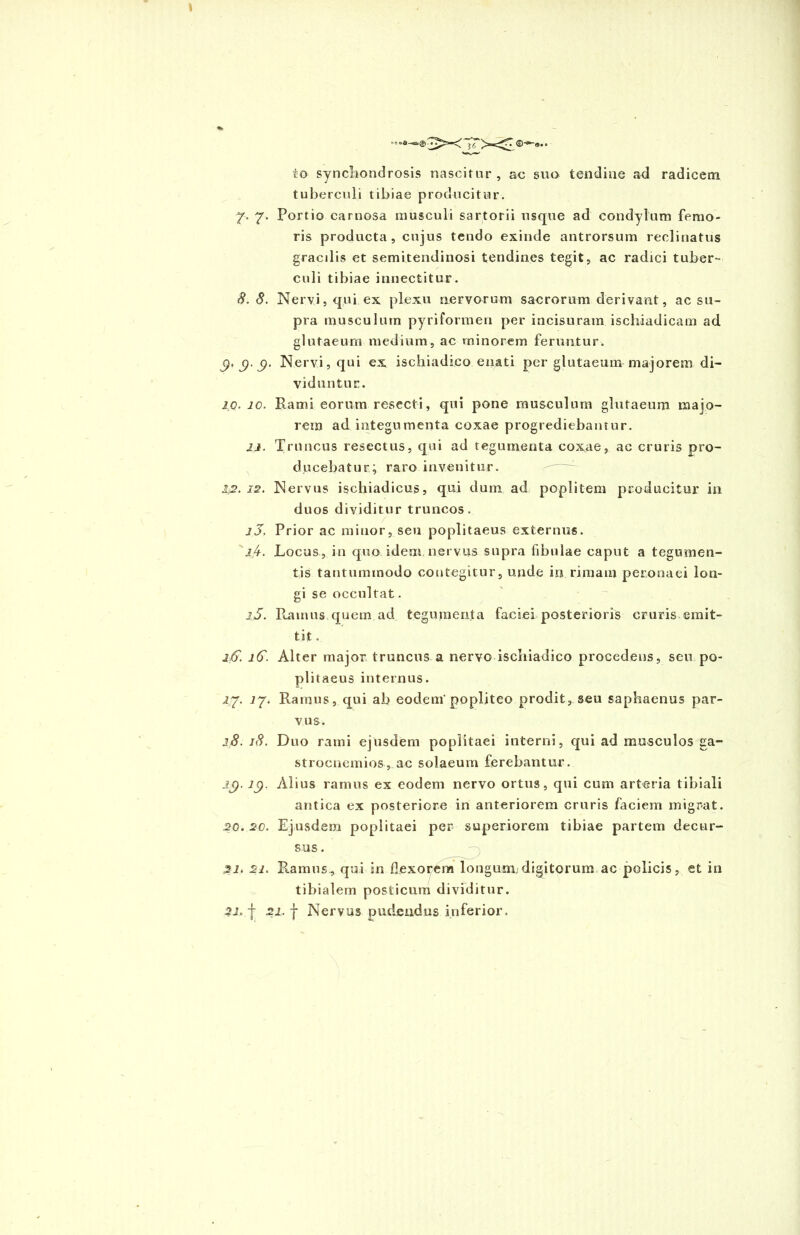 io synchondrosis nascitur, ac suo tendine ad radicem tuberculi tibiae producitur. 7. 7. Portio carnosa musculi sartorii usque ad condylum femo- ris producta, cujus tendo exinde antrorsum reclinatus gracilis et semitendinosi tendines tegit, ac radici tuber- culi tibiae innectitur. 8. 8. Nervi, qui ex plexu nervorum sacrorum derivant, ac su- pra musculum pyriformen per incisuram ischiadicam ad glufaeum medium, ac minorem feruntur. ()><) ()• Nervi, qui ex ischiadico enati per glutaeum majorem di- viduntur. io. 10. Rami eorum resecti, qui pone musculum glutaeum majo- rem ad integumenta coxae progrediebantur. 11. Truncus resectus, qui ad tegumenta coxae, ac cruris pro- ducebatur; raro invenitur. 22. 12. Nervus ischiadicus, qui dum ad poplitem producitur in duos dividitur truncos. 25. Prior ac mitior, seu poplitaeus externus. i/t. Locus, in quo idem nervus supra fibulae caput a tegumen- tis tantummodo contegitur, unde in rimam peronaei lon- gi se occultat. iS. Ramus quem ad tegumenta faciei posterioris cruris emit- tit. iS. 16. Alter major truncus a nervo ischiadico procedens, seu po- plitaeus internus. 27. 27. Ramus, qui ab eodem'popliteo prodit, seu saphaenus par- vus, 38. 18. Duo rami ejusdem poplitaei interni, qui ad musculos ga- strocnemios,ac solaeum ferebantur. 2jp. 1$. Alius ramus ex eodem nervo ortus, qui cum arteria tibiali antica ex posteriore in anteriorem cruris faciem migrat. 20. 20. Ejusdem poplitaei per superiorem tibiae partem decur- sus . 21. 21. Ramus* qui in flexorem longum; digitorum ac policis, et in tibialem posticum dividitur.