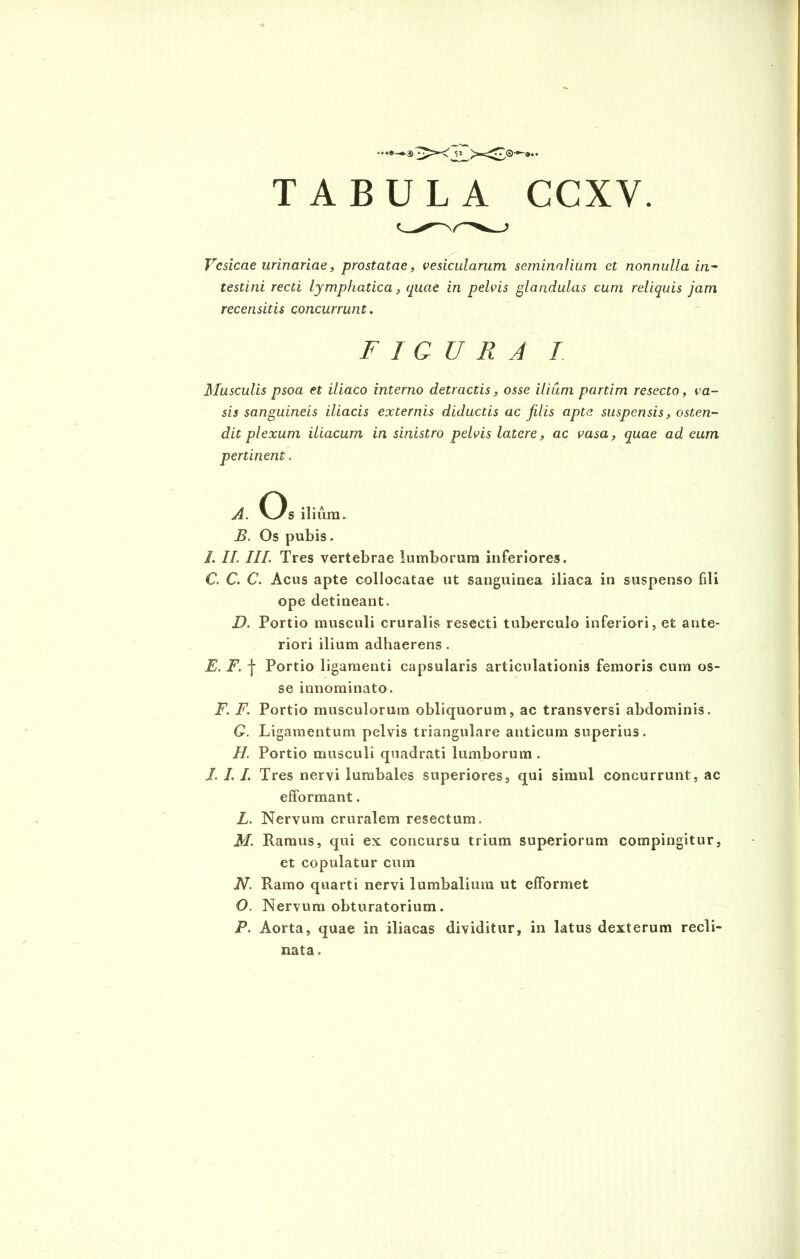 TABULA CCXV. Vesicae urinariae, prostatae, vesicularum seminalium et nonnulla in- testini recti lymphatica, quae in pelvis glandulas cum reliquis jam recensitis concurrunt. FIGURA I Musculis psoa et iliaco interno detractis, osse ilium partim resecto, va- sis sanguineis iliacis externis diductis ac filis apte suspensis, osten- dit plexum iliacum in sinistro pelvis latere, ac vasa, quae ad eum pertinent. A. Os ilium. B. Os pubis. /. II. III. Tres vertebrae lumborum inferiores. C. C. C. Acus apte collocatae ut sanguinea iliaca in suspenso fili ope detineant. D. Portio musculi cruralis resecti tuberculo inferiori, et ante- riori ilium adhaerens. E. F. | Portio ligamenti capsularis articulationis femoris cum os- se innominato. F. F. Portio musculorum obliquorum, ac transversi abdominis. G. Ligamentum pelvis triangulare anticum superius. H. Portio musculi quadrati lumborum. J. I. I. Tres nervi lumbales superiores, qui simul concurrunt, ac efformant. L. Nervum cruralem resectum. M. Ramus, qui ex concursu trium superiorum compingitur, et copulatur cum N. Ramo quarti nervi lumbalium ut efformet O. Nervum obturatorium. P. Aorta, quae in iliacas dividitur, in latus dexterum recli- nata.