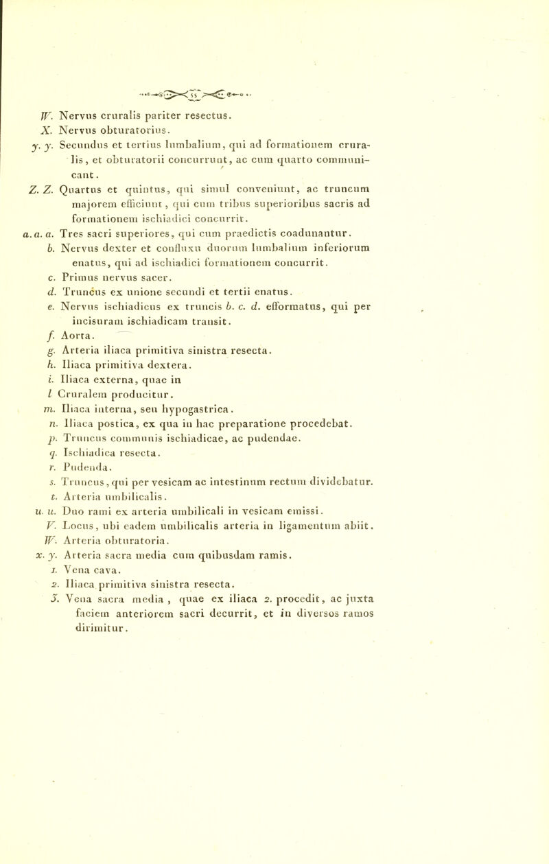 W- Nervus cruralis pariter resectus. X. Nervus obturatorius. y. y. Secundus et tertius lumbalium, qui ad formationem crura- lis, et obturatorii concurrunt, ac cum quarto communi- cant . Z. Z. Quartus et quintus, qui simul conveniunt, ac truncum majorem efficiunt, qui cum tribus superioribus sacris ad formationem ischiadici concurrit. a.a. a. Tres sacri superiores, qui cum praedictis coadunantur. b. Nervus de?:ter et confluxit duorum lumbalium inferiorum enatus, qui ad ischiadici formationem concurrit. c. Primus nervus sacer. d. Truncus ex unione secundi et tertii enatus. e. Nervus ischiadicus ex truncis b. c. d. efformatus, qui per incisuram ischiadicam transit. /. Aorta. g. Arteria iliaca primitiva sinistra resecta. h. Iliaca primitiva dextera. i. Iliaca externa, quae in L Cruralem producitur. m. Iliaca interna, seu hypogastrica. n. Iliaca postica, ex qua in hac preparatione procedebat. p. Truncus communis ischiadicae, ac pudendae. q. Ischiadica resecta. r. Pudenda. s. Truncus, qui per vesicam ac intestinum rectum dividebatur. t. Arteria umbilicalis. u. u. Duo rami ex arteria umbilicali in vesicam emissi. V. Locus, ubi eadern umbilicalis arteria in ligamentum abiit. W- Arteria obturatoria. x. j. Arteria sacra media cum quibusdam ramis. 1. Vena cava. 2. Iliaca primitiva sinistra resecta. J. Vena sacra media, quae ex iliaca 2. procedit, ac juxta faciem anteriorem sacri decurrit, et in diversos ramos dirimitur.