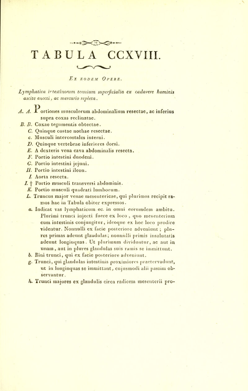 Ex eodem Opere. Lymphatica irtestinorum tenuium superficialia ex cadavere hominis ascite enecti, ac mercurio repleta. A. A. Portiones musculorum abdominalium resectae, ac inferius supra coxas reclinatae. B. B. Coxae tegumentis obtectae. C. Quinque costae nothae resectae, c. Musculi intercostales interni. D. Quinque vertebrae inferiores dorsi. E. A dexteris vena cava abdominalis resecta. F. Portio intestini duodeni. C. Portio intestini jejuni. II. Portio intestini ileon. I. Aorta resecta. /. | Portio musculi transversi abdominis. K. Portio musculi quadrati lumborum. L. Truncus major venae mesentericae, qui plurimos recipit ra- mos hac in Tabula obiter expressos. a. Indicat vas lymphaticum ec. in omni eorumdem ambitu. Plurimi trunci injecti fuere ex loco , quo mesenterium cum intestinis conjungitur, ideoque ex hoc loco prodire videntur. Nonnulli ex facie posteriore adveniunt ; pia- res primas adeunt glandulas; nonnulli primis insalutatis adeunt longinquas. Ut plurimum dividuntur, ac aut iti unam, aut in plures glandulas suis ramis se immittunt. h. Bini trunci, qui ex facie posteriore adveniunt. g. Trunci, qui glandulas intestinis proximiores praetervadunf, ut in longinquas se immittant, cujusmodi alii passim ob- servantur. h. Trunci majores ex glandulis circa radicem mesenterii pro-