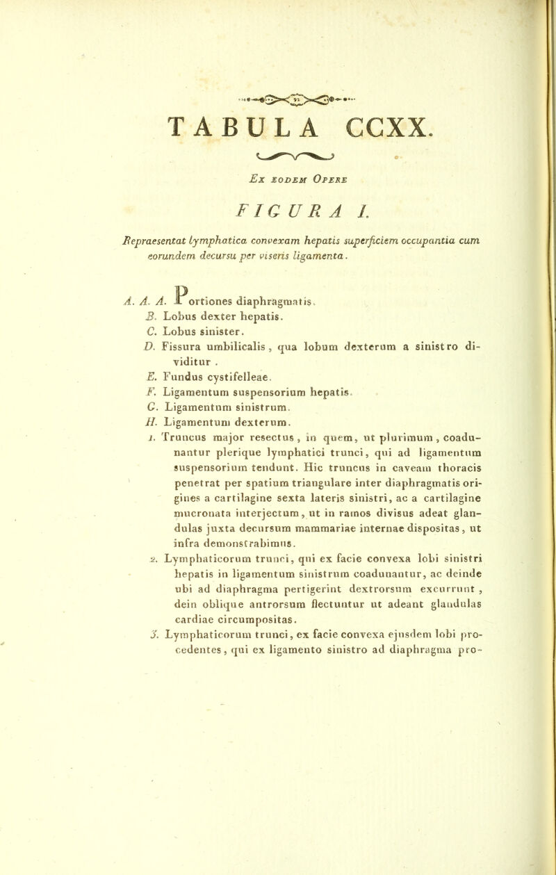 9 >«# TABULA CCXX. Ex eodem Opere FIGURA I, Repraesentat Lymphatica convexam hepatis superficiem occupantia cum eorundem, decursu per visens ligamenta. A. A. A. X ortiones diaphragmatis, B. Lobus dexter hepatis. C. Lobus sinister. D. Fissura umbilicalis , qua lobum dexteram a sinistro di- viditur . E. Fundus cystifelleae. F. Ligamentum suspensorium hepatis C. Ligamentum sinistrum, II. Ligamentum dexterum. j. Truncus major resectus 9 in quem, ut plurimum , coadu- nantur plerique lymphatici trunci, qui ad ligamentum suspensorium tendunt. Hic truncus in caveam thoracis penetrat per spatium triangulare inter diaphragmatis ori- gines a cartilagine sexta lateris sinistri, ac a cartilagine mucronata interjectum, ut in ramos divisus adeat glan- dulas juxta decursum mammariae internae dispositas, ut infra demonstrabimus. 2. Lymphaticorum trunci, qui ex facie convexa lobi sinistri hepatis in ligamentum sinistrum coadunantur, ac deinde ubi ad diaphragma pertigerint dextrorsum excurrunt , dein oblique antrorsum flectuntur ut adeant glandulas cardiae circumpositas. X Lymphaticorum trunci, ex facie convexa ejusdem lobi pro- cedentes , qui ex ligamento sinistro ad diaphragma pro-