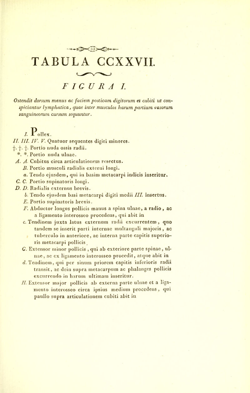 TABULA CCXXVII. FIGURA I. Ostendit dorsum manus ac faciem posticam digitorum et cubiti ut con- spiciuntur lymphatica, quae inter musculos harum partium vasorum sanguineorum cursum sequuntur. I. Pollex. II. III. IV. V. Quatuor sequentes digiti minores. •j*. f. f. Portio nuda ossis radii. 'Y\ Portio nuda ulnae. A. A• Cubitus circa articulationem resectus. B. Portio musculi radialis externi longi. a. Tendo ejusdem, qui in basim metacarpi indicis inseritur. C. C. Portio supinatoris longi. D. D. Radialis externus brevis. I. Tendo ejusdem basi metacarpi digiti medii III. insertus. E. Portio supinatoris brevis. F. Abductor longus pollicis manus a spina ulnae, a radio , ac a ligamento interosseo procedens, qui abit in c. Tendinem juxta latus externum radii excurrentem , quo tandem se inserit parti internae multanguli majoris, ac tuberculo in anteriore, ac interna parte capitis superio- ris metacarpi pollicis # C. Extensor minor pollicis , qui ab exteriore parte spinae, ul- nae, ac ex ligamento interosseo procedit, atque abit in d. Tendinem, qui per sinum priorem capitis inferioris radii transit, ac dein supra metacarpum ac phalanges pollicis excurrendo in harum ultimam inseritur. II. Extensor major pollicis ab externa parte ulnae et a liga- mento interosseo circa ipsius medium procedens , qui paullo supra articulationem cubiti abit in