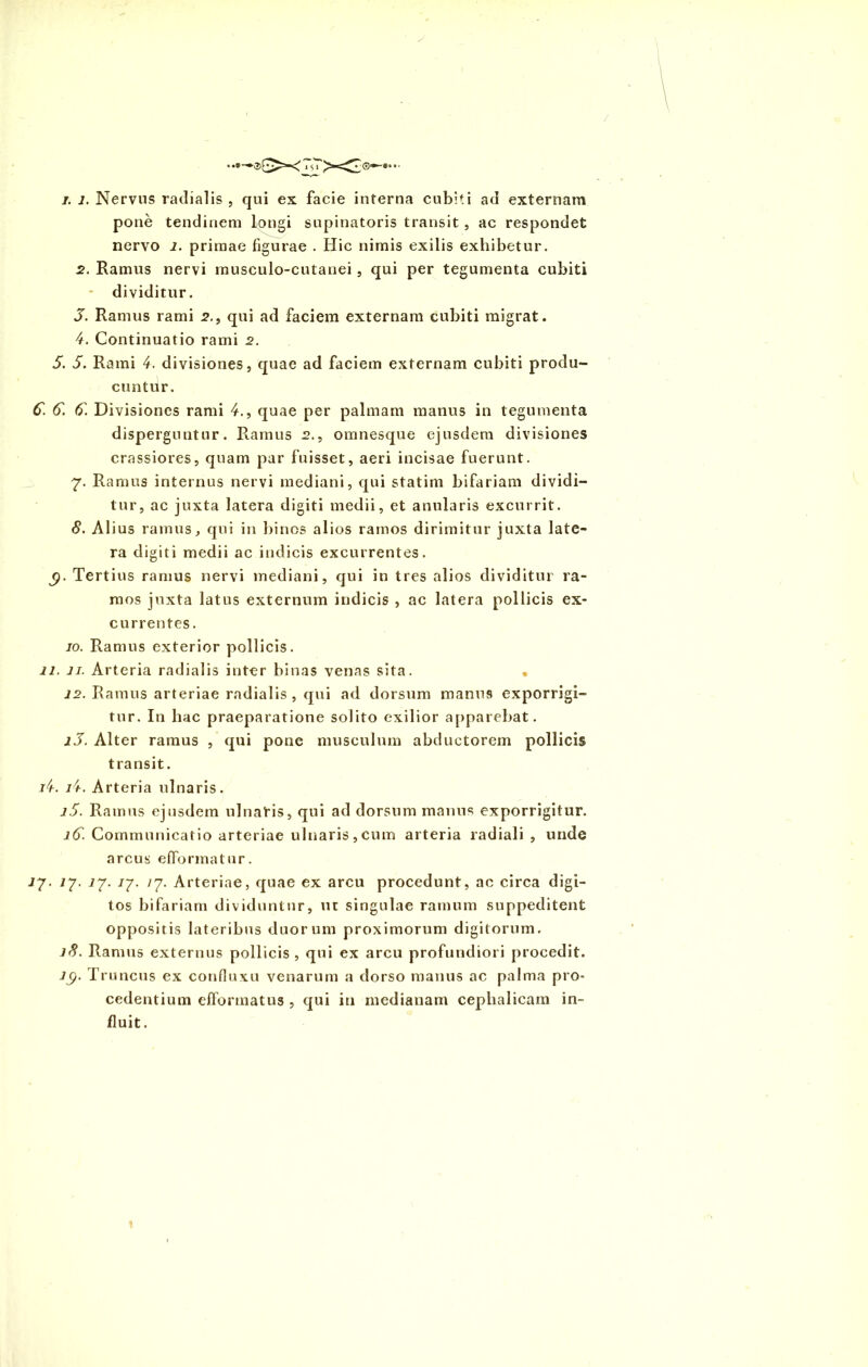 i. i. Nervus radialis , qui ex facie interna cubiti ad externam pone tendinem longi supinatoris transit , ac respondet nervo i. primae figurae . Hic nimis exilis exhibetur. 2. Ramus nervi musculo-cutanei, qui per tegumenta cubiti - dividitur. J. Ramus rami 2., qui ad faciem externam cubiti migrat. 4. Continuatio rami 2. 5. 5. Rami 4. divisiones, quae ad faciem externam cubiti produ- cuntur. C. 6. (). Divisiones rami 4., quae per palmam manus in tegumenta disperguntur. Ramus 2., omnesque ejusdem divisiones crassiores, quam par fuisset, aeri incisae fuerunt. 7. Ramus internus nervi mediani, qui statim bifariam dividi- tur, ac juxta latera digiti medii, et anularis excurrit. 8. Alius ramus, qui in binos alios ramos dirimitur juxta late- ra digiti medii ac indicis excurrentes, gp. Tertius ramus nervi mediani, qui in tres alios dividitur ra- mos juxta latus externum indicis , ac latera pollicis ex- currentes. 10. Ramus exterior pollicis. 11. 11. Arteria radialis inter binas venas sita. • 12. Ramus arteriae radialis , qui ad dorsum manus exporrigi- tur. In hac praeparatione solito exilior apparebat. iJ. Alter ramus , qui pone musculum abductorem pollicis transit. i4. i4. Arteria ulnaris. 15. Ramus ejusdem ulnaris, qui ad dorsum manus exporrigitur. 16. Communicatio arteriae ulnaris, cum arteria radiali , unde arcus efformatur. ij. /7. 77. /7. /7. Arteriae, quae ex arcu procedunt, ac circa digi- tos bifariam dividuntur, ut singulae ramum suppeditent oppositis lateribus duorum proximorum digitorum. 18. Ramus externus pollicis , qui ex arcu profundiori procedit. 79. Truncus ex confluxu venarum a dorso manus ac palma pro- cedentium efformatus , qui in medianam cephalicam in- fluit.