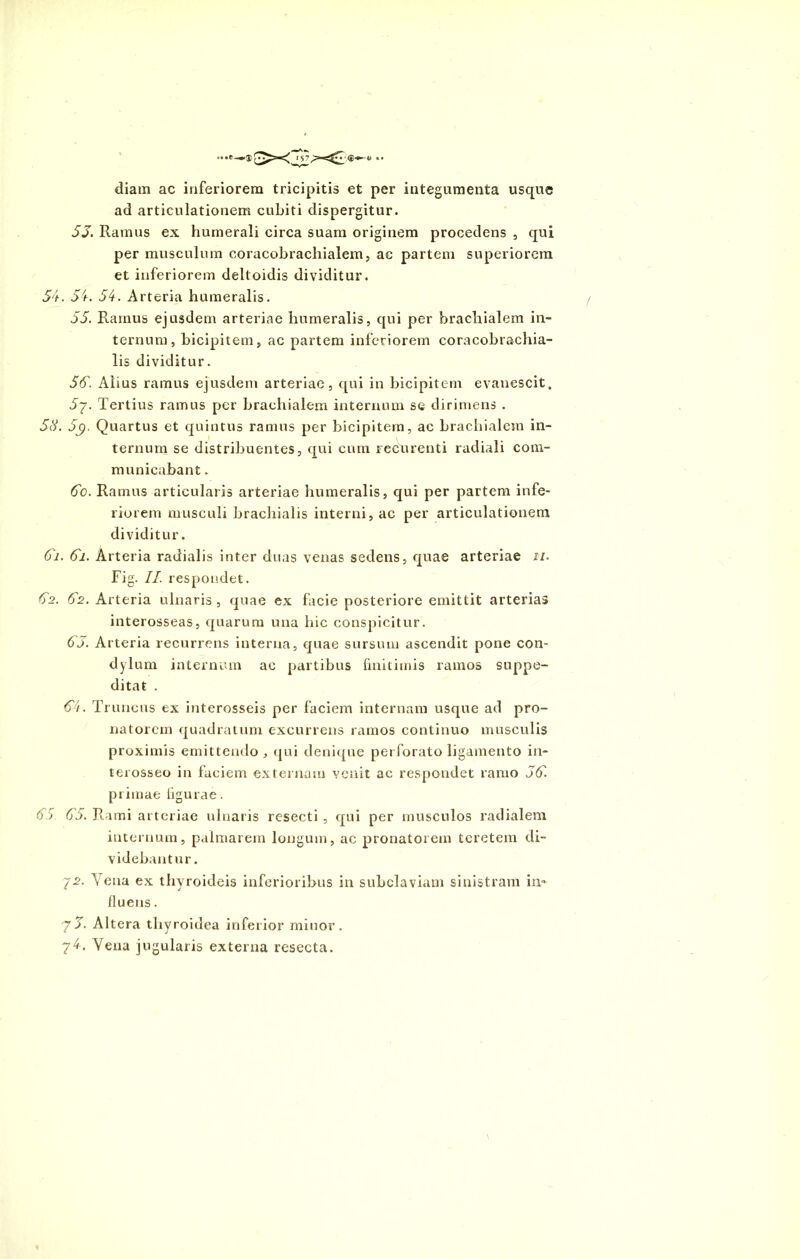 diam ac inferiorem tricipitis et per integumenta usque ad articulationem cubiti dispergitur. 55. Ramus ex humerali circa suam originem procedens , qui per musculum coracobrachialem, ac partem superiorem et inferiorem deltoidis dividitur. 54. 55 54. Arteria humeralis. 55. Ramus ejusdem arteriae humeralis, qui per brachialem in- ternum, bicipitem, ac partem inferiorem coracobrachia- lis dividitur. 55. Alius ramus ejusdem arteriae, qui in bicipitem evanescit. 5^. Tertius ramus per brachialem internum se dirimens . 58. 59. Quartus et quintus ramus per bicipitem, ac brachialem in- ternum se distribuentes, qui cum recurenti radiali com- municabant . 5o. Ramus articularis arteriae humeralis, qui per partem infe- riorem musculi brachialis interni, ac per articulationem dividitur. 61. 61. Arteria radialis inter duas venas sedens, quae arteriae 11. Fig. II. respondet. 52. 62. Arteria ulnaris , quae ex facie posteriore emittit arterias interosseas, quarum una hic conspicitur. 55. Arteria recurrens interna, quae sursum ascendit pone con- dylum internum ac partibus finitimis ramos suppe- ditat . 54. Truncus ex interosseis per faciem internam usque ad pro- natorem quadratum excurrens ramos continuo musculis proximis emittendo, qui denique perforato ligamento in- terosseo in faciem externam venit ac respondet ramo 55. primae ligurae. 6 '> 65. Rami arteriae ulnaris resecti , qui per musculos radialem internum, palmarem longum, ac pronatorem teretem di- videbantur. 72. Vena ex thyroideis inferioribus in subclaviam sinistram in- fluens . 75. Altera thyroidea inferior minor.