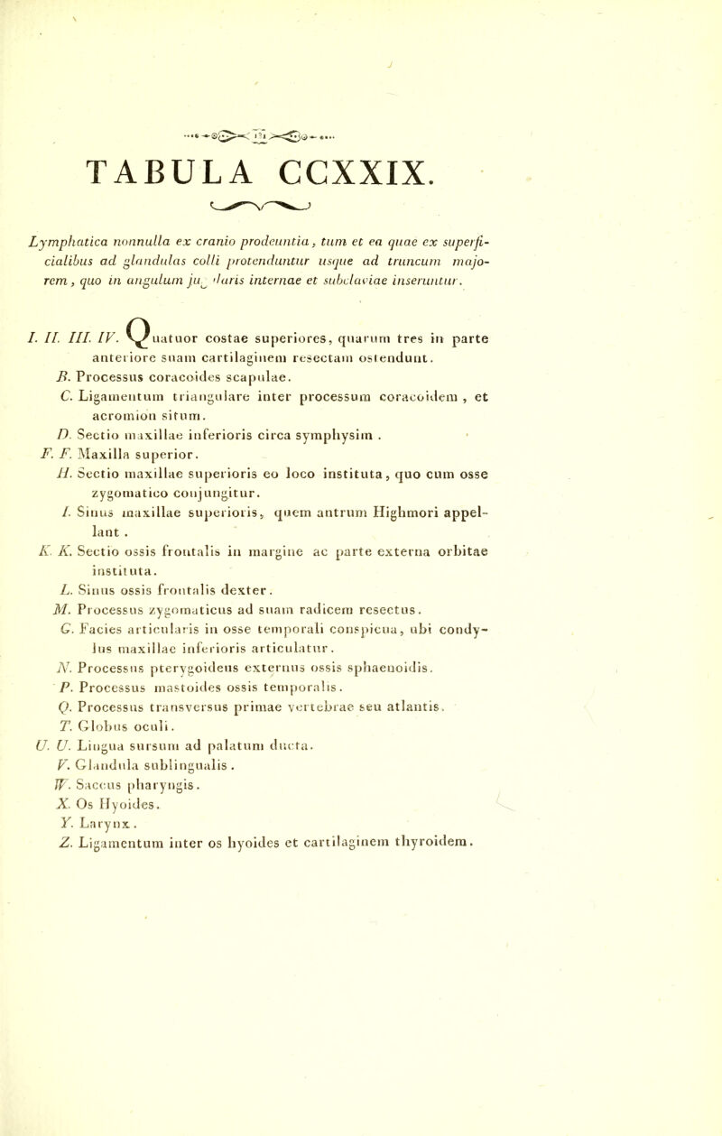 TABULA CCXXIX. Lymphatica nonnulla ex cranio prodeuntia, tum et ea quae ex superji cialibus ad glandulas colli protenduntur usque ad truncum majo- rem, quo in angulum juo daris internae et subclaviae inseruntur. anteriore suam cartilaginem resectam ostendunt. B. Processus coracoides scapulae. C. Ligamentum triangulare inter processum coraeoidem , et acromion situm. F. F. Maxilla superior. H. Sectio maxillae superioris eo loco instituta, quo cum osse zygomatico conjungitur. /. Sinus maxillae superioris, quem antrum Highmori appel- lant . K. K. Sectio ossis frontalis in margine ac parte externa orbitae instit uta. L. Sinus ossis frontalis dexter. M. Processus zygomaticus ad suam radicem resectus. G. Facies articularis in osse temporali conspicua, ubi condy- lus maxillae inferioris articulatur. N. Processus pterygoideus externus ossis spbaenoidis. P. Processus mastoides ossis temporalis. Q. Processus transversus primae vertebrae seu atlantis. T. Globus oculi. U. U. Lingua sursum ad palatum ducta. V. Glandula sublingualis . W- Saccus pharyngis. X. Os Hyoides. Y. Larynx. Z. Ligamentum inter os hyoides et cartilaginem thyroidem. costae superiores, quarum tres in parte D. Sectio maxillae inferioris circa symphysim .