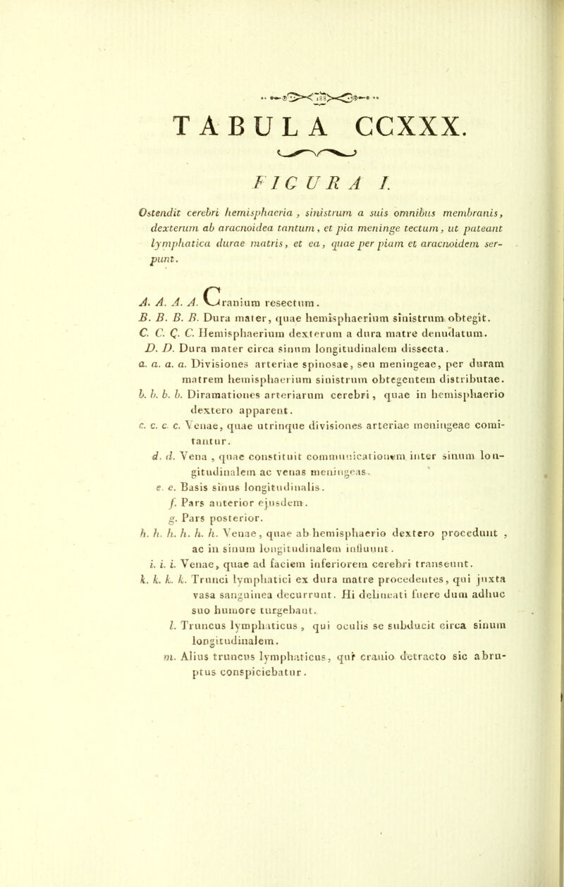 TABULA CCXXX. I1GURA 1. Ostendit cerebri hemisphaeria, sinistrum a suis omnibus membranis, dexterum ab aracnoidea tantum, et pia meninge tectum, ut pateant lymphatica durae matris, et ea, quae per piam et aracnoidem ser- punt. A. A. A. A. C ranium resectum. B. B. B. B. Dura maier, quae hemisphaerium sinistrum obtegit. C. C. C- C- Hemisphaerium dexterum a dura matre denudatum. D. D. Dura mater circa sinum longitudinalem dissecta. a. a. a. a. Divisiones arteriae spinosae, seu meningeae, per duram matrem hemisphaerium sinistrum obtegentem distributae. b. b. b. b. Diramationes arteriarum cerebri, quae in hemisphaerio dextero apparent. c. c. c c. \euae, quae utrinque divisiones arteriae meningeae comi- tantur. d. d. Vena , quae constituit communicationem inter sinum lon- gitudinalem ac venas meningeas, e. e. Basis sinus longitudinalis. /. Pars anterior ejusdem. g. Pars posterior. h. h. h. h. h. h. Venae, quae ab hemisphaerio dextero procedunt , ac in sinum longitudinalem influunt. i. i. i. Venae, quae ad faciem inferiorem cerebri transeunt. k. k. k. k. Trunci lymphatici ex dura matre procedentes, qui juxta vasa sanguinea decurrunt. Hi delineat i fuere dum adhuc suo humore turgebant.. Z. Truncus lymphaticus, qui oculis se subducit circa sinum longitudinalem. O m. Alius truncus lymphaticus, quf cranio detracto sic abru- ptus conspiciebatur.