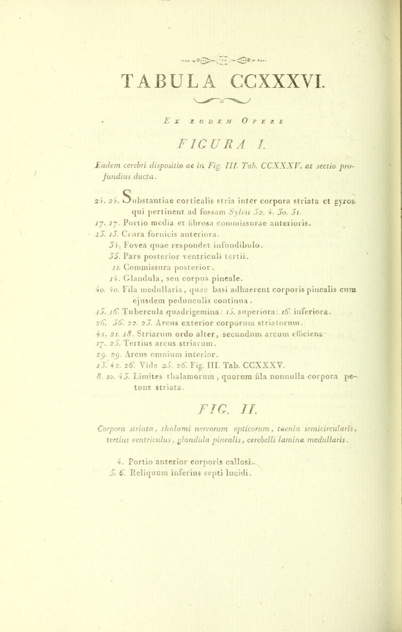 <> Ex eodem Opere FIGURA I. Eadem cerebri dispositio ac in Fig. III. Tab. CCXXXV. at sectio pro- fundius ducta. 24. 24. Substantiae corticalis stria inter corpora striata et gyros- qui pertinent ad fossam Sylvii 02. 4. 3o. 3i. 17. 17. Portio media et fibrosa commissurae anterioris. i3. i3. Crura fornicis anteriora. 34. Fovea quae respondet infundibulo. 35. Pars posterior ventriculi tertii. 11. Commissura posterior . 14. Glandula, seu corpus pineale. 40. 'io. Fila medullaria, quae basi adhaerent corporis pinealis cum ejusdem pedunculis continua. i5. 1G. Tubercula quadrigemina: i5. superiora: 16'. inferiora. 2G. 5G. 22. 23. Arcus exterior corporum striatorum. 41. 21. 18. Striarum ordo alter, secundum arcuui efficiens.- 17. 25. Tertius arcus striarum. 29. 2p. Arcus omnium interior. j3. 42. 26'. Vide 36. 2G Fig. III. Tab. CCXXXV. 8. 10. 43. Limites thalamorum , quorum fila nonnulla corpora pe- tunt striata.. FIG. II. Corpora striata, thalami nervorum opticorum, taenia semicircularis9 tertius ventriculus, glandula pinealis, cerebelli lamina medullaris. 4. Portio anterior corporis callosi. 5. G. Reliquum inferius septi lucidi..