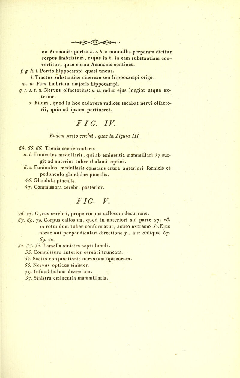 corpus fimbriatum, eaque in h. in eam substantiam con- vertitur, quae cornu Ammonis continet. f g. h. i. Portio hippocampi quasi uncus. L Tractus substantiae cinereae seu hippocampi origo. m. ni. Pars fimbriata majoris hippocampi. q. r. s. t. u. Nervus olfactorius: u. u. radix ejus longior atque ex- terior. x. Filum , quod in hoc cadavere radices secabat nervi olfacto» rii, quin ad ipsum pertineret. FIC. IV. Eadem sectio cerebri , quae in Figura III. 64. 65. 66. Taenia semicircularis. i a. b. Funiculus medullaris, qui ab eminentia mammillari J^r.sur- git ad anterius tuber thalami optici. d. e. Funiculus medullaris constans crure anteriori fornicis et pedunculo glandulae pinealis. 46. Glandula pinealis. 47. Commissura cerebri posterior, Fic. V. 26 27. Gyrus cerebri, prope corpus callosum decurrens. 67. 67). 70. Corpus callosum, quod in anteriori sui parte 27. 28. in rotundum tuber conformatur, acuto extremo Jo.Ejus fibrae aut perpendiculari directione y., aut obliqua 67. 69• 7°- j2. 55. 54- Lamella sinistra septi lucidi. 55. Commissura anterior cerebri truncata. 54. Sectio conjunctionis nervorum opticorum. 55. Nervus opticus sinister. 77). Infundibulum dissectum. 57. Sinistra eminentia mammillaris.