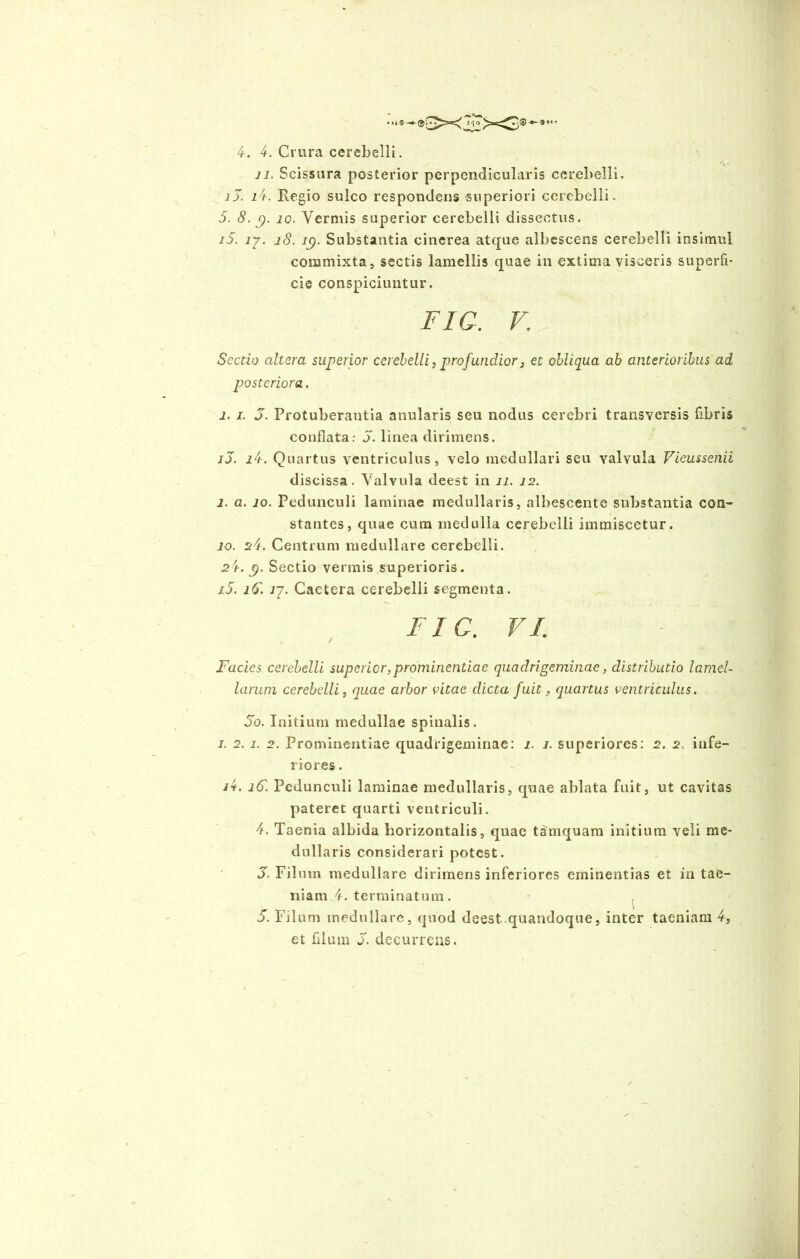 4. 4. Crura cerebelli. 11. Scissura posterior perpendicularis cerebelli. jJ. i4. Regio sulco respondens superiori cerebelli. 5. 8. 9. 10. Vermis superior cerebelli dissectus. iS. ij. 18. lp. Substantia cinerea atque albescens cerebelli insimul commixta, sectis lamellis quae in extima visceris superfi- cie conspiciuntur. FIG. V. Sectio altera superior cerebelli , profundior 3 et obliqua ab anterioribus ad posteriora. 1. 1. 5. Protuberantia anularis seu nodus cerebri transversis fibris conflata: 5. linea dirimens. ij. i4. Quartus ventriculus, velo medullari seu valvula Vieussenii discissa. Valvula deest in 11. 12. 1. a. 10. Pedunculi laminae medullaris, albescente substantia con- stantes, quae cum medulla cerebelli immiscetur. 10. s4. Centrum medullare cerebelli. 2/r. p. Sectio vermis superioris. iS. 16. 17. Cactera cerebelli segmenta. FIG. VI. - Facies cerebelli superior, prominentiae quadri geminae, distributio lamel- larum cerebelli, quae arbor vitae dicta fuit, quartus ventriculus. 00. Initium medullae spinalis. i. 2. 1. 2. Prominentiae quadrigeminae: 1. 1. superiores: 2. 2. infe- riores . /4. 16. Pedunculi laminae medullaris, quae ablata fuit, ut cavitas pateret quarti ventriculi. 4. Taenia albida horizontalis, quae tamquam initium veli me- dullaris considerari potest. 3. Filum medullare dirimens inferiores eminentias et in tae- niam 4. terminatum. 5. Filum medullare, quod deest.quandoque, inter taeniam 4, et filum j. decurrens. /