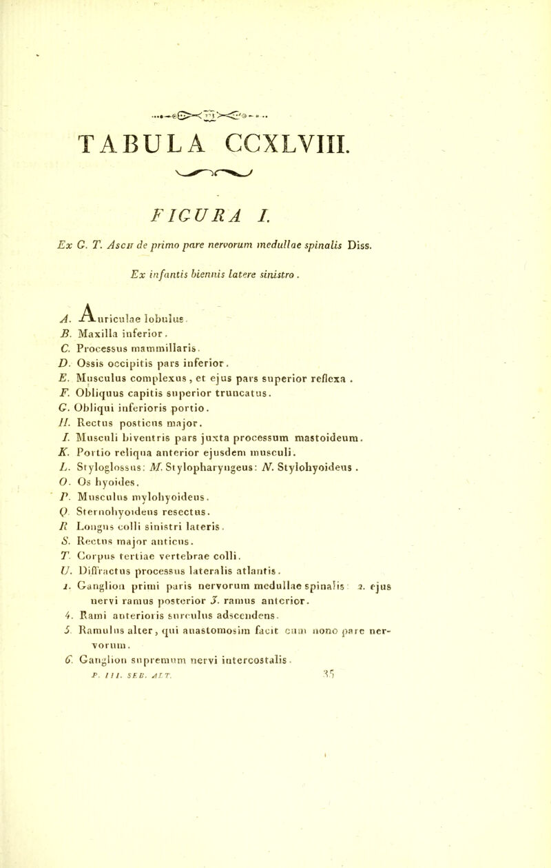 0 © • • TABULA CCXLVIII. FIGURA 1. Ex Q. T. Ascit de primo pare nervorum medullae spinalis Diss. Ex infantis biennis latere sinistro . A. -Auriculae lobulus B. Maxilla inferior . C. Processus mammillaris. D. Ossis occipitis pars inferior. E. Musculus complexus , et ejus pars superior reflexa . F. Obliquus capitis superior truncatus. G. Obliqui inferioris portio. //. Rectus posticus major. I. Musculi biventris pars juxta processum mastoideum. K. Portio reliqua anterior ejusdem musculi. L. Styloglossus: M. Stylopharyngeus: N. Stylohyoideus . 0. Os hyoides. P. Musculus mylohyoideus. Q. Sternohyoideus resectus. R Longus colli sinistri lateris. S. Rectus major anticus. T. Corpus tertiae vertebrae colli. U. Diffractus processus lateralis atlantis. 1. Ganglion primi paris nervorum medullae spinalis 2. ejus nervi ramus posterior X ramus anterior. 4. Rami anterioris surculus adsccndens. 5 Ramulus alter, qui anastomosim facit cum nono pare ner- vorum . 6. Ganglion supremum nervi intercostalis. T. Tll. SEB. ALT. 3.*7 1