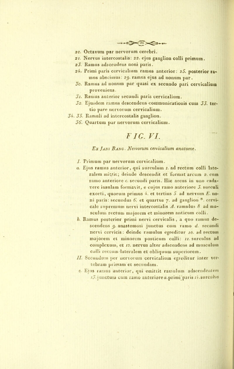 2C. Octavum par nervorum cerebri. 21. Nervus intercostalis: 22. ejus ganglion colli primum. 25. Ramus adscendens noni paris. 25. Primi paris cervicalium ramus anterior: 25. posterior ra- mus abscissus: 2g. ramus ejus ad nonum par. 5c. Ramus ad nonum par quasi ex secundo pari cervicalium proveniens. 51. Ramus anterior secundi paris cervicalium. 52. Ejusdem ramus descendens communicationis cum 55. ter- tio pare nervorum cervicalium. 55. 55. Ramuli ad intercostalis ganglion. 55. Quartum par nervorum cervicalium. FIC. VI. Ex Jani Bang. Nervorum cervicalium anatome. I. Primum par nervorum cervicalium. a. Ejns ramus anterior, qui surculum 1. ad rectum colli late- ralem mittit; deinde descendit et format arcum 2. cum ramo anteriore c. secundi paris. Hic arcus in uno cada- vere insulam formavit, e cujus ramo anteriore 5. surculi exorti, quorum primus 5. et tertius 5 ad nervum E. no- ni paris: secundus 6' et quartus 7. ad ganglion **. cervi- cale supremum nervi intercostalis A. ramulus 8 ad mu- sculum rectum majorem et minorem anticum colli. b. Ramus posterior primi nervi cervicalis , a quo ramus de- scendens g. anastomosi junctus cum ramo <1. secundi nervi cervicis: deinde ramulus egreditur 10. ad rectum majorem et minorem posticum colli: 11. surculus ad complexum, et 12. nervus alter adscendens ad musculum colli rectum lateralem et obliquum superiorem. II. Secundum per nervorum cervicalium egreditur inter ver- tebram primam et secundam. c. Ejus ramus anterior, qui emittit ramulum adseendentem i5. junctum cum ramo anteriore a.primi paris j/. surculus